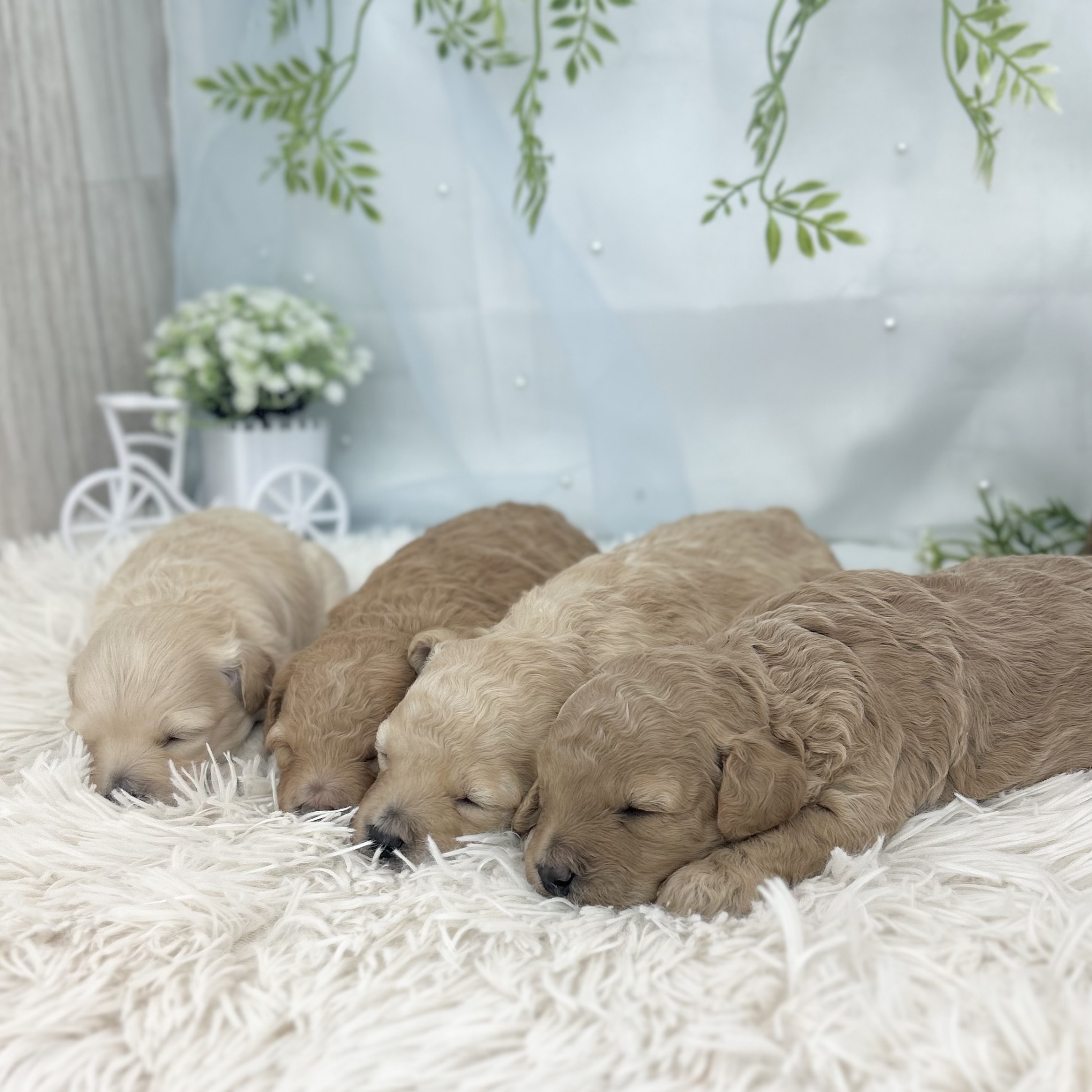 愛知県のハーフ犬・ミックス犬 (ファミリーペット 豊明店/2026年6月5日生まれ/女の子/アプリコット)の子犬の3枚目の画像