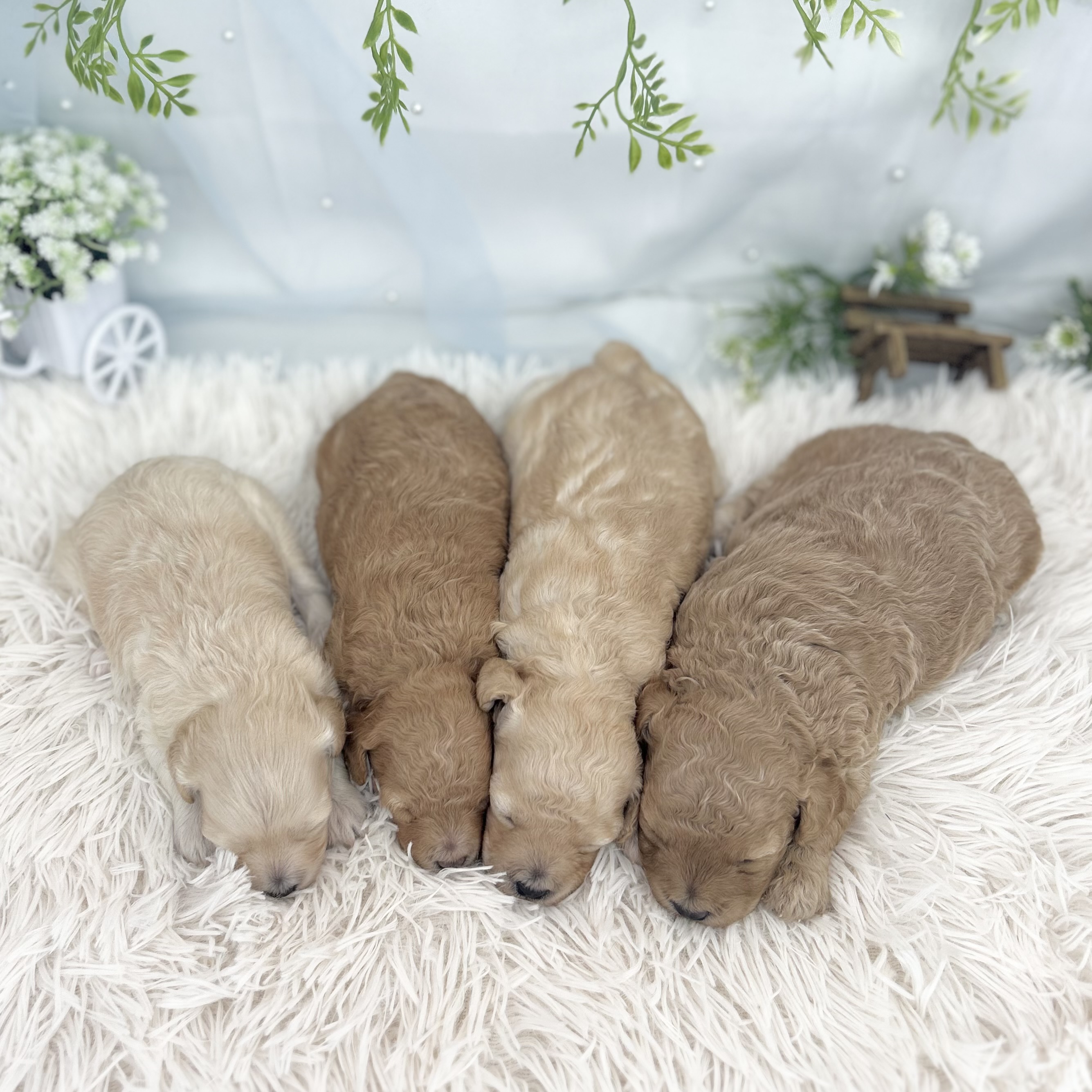 愛知県のハーフ犬・ミックス犬 (ファミリーペット 豊明店/2026年6月5日生まれ/女の子/アプリコット)の子犬の4枚目の画像