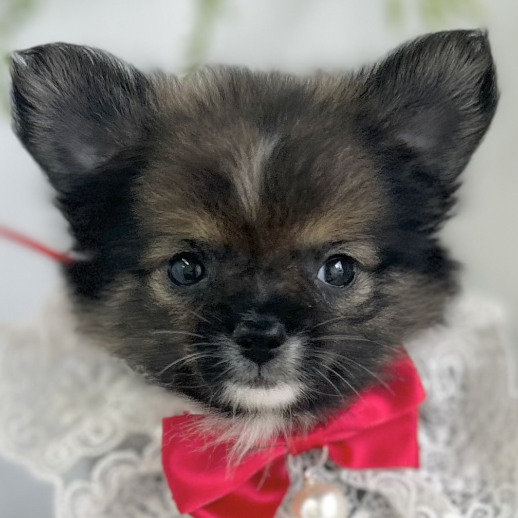愛知県のハーフ犬・ミックス犬 (ファミリーペット 豊明店/2026年4月25日生まれ/女の子/レッドホワイト)の子犬の1枚目の画像