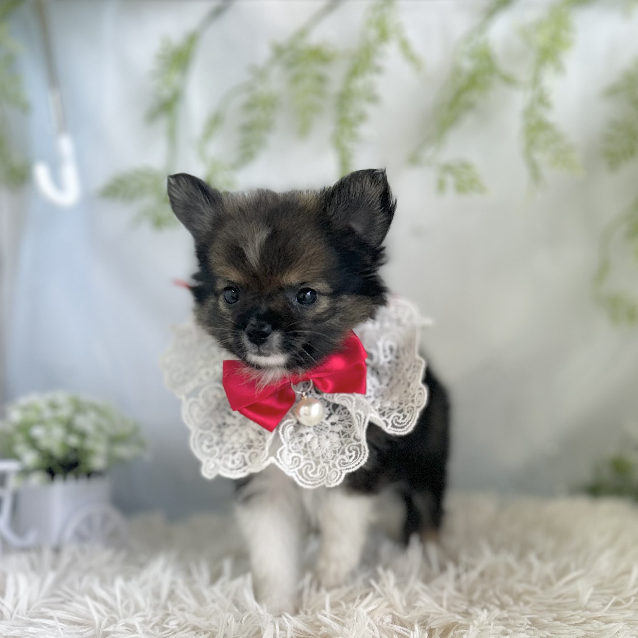 愛知県のハーフ犬・ミックス犬 (ファミリーペット 豊明店/2026年4月25日生まれ/女の子/レッドホワイト)の子犬の2枚目の画像
