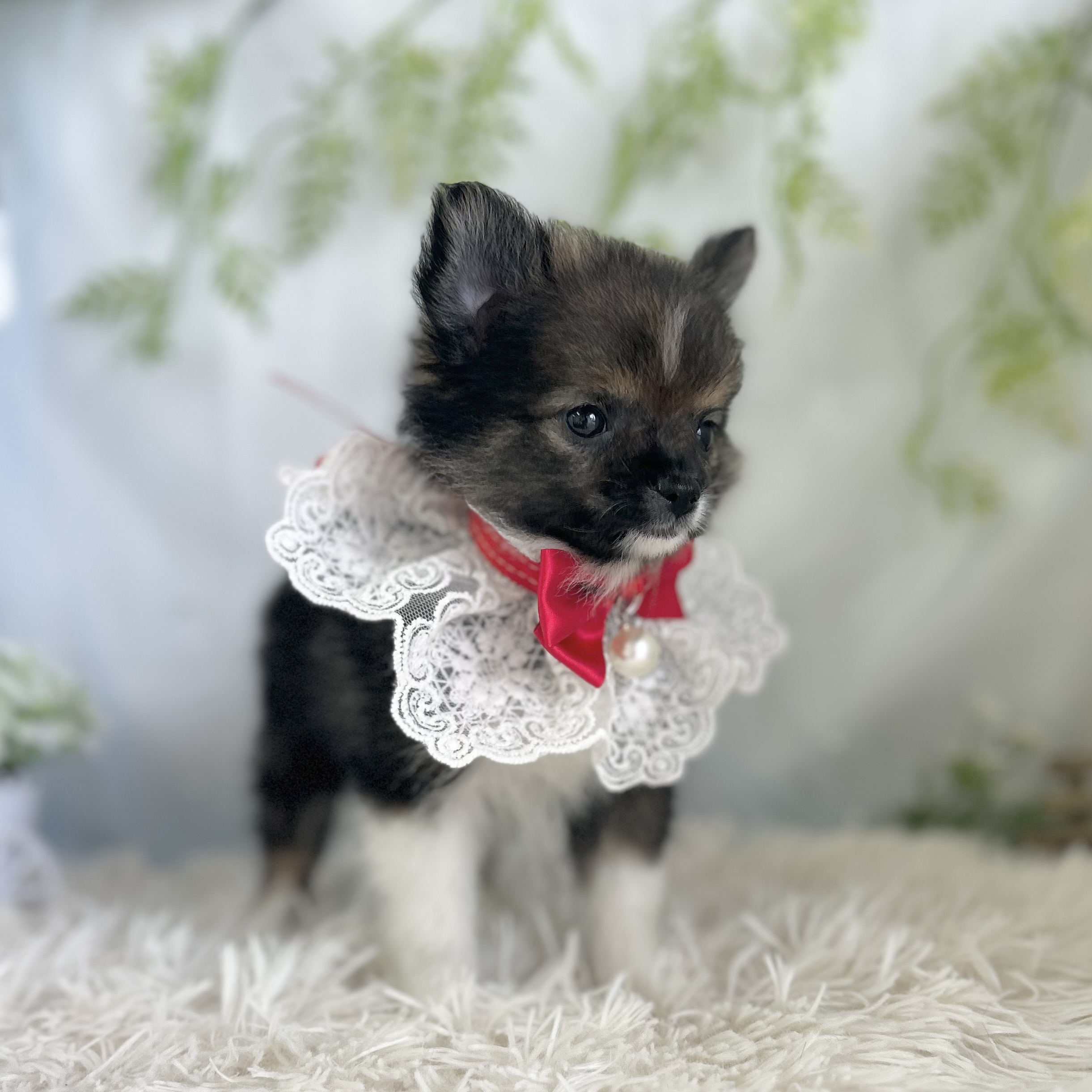 愛知県のハーフ犬・ミックス犬 (ファミリーペット 豊明店/2026年4月25日生まれ/女の子/レッドホワイト)の子犬の3枚目の画像