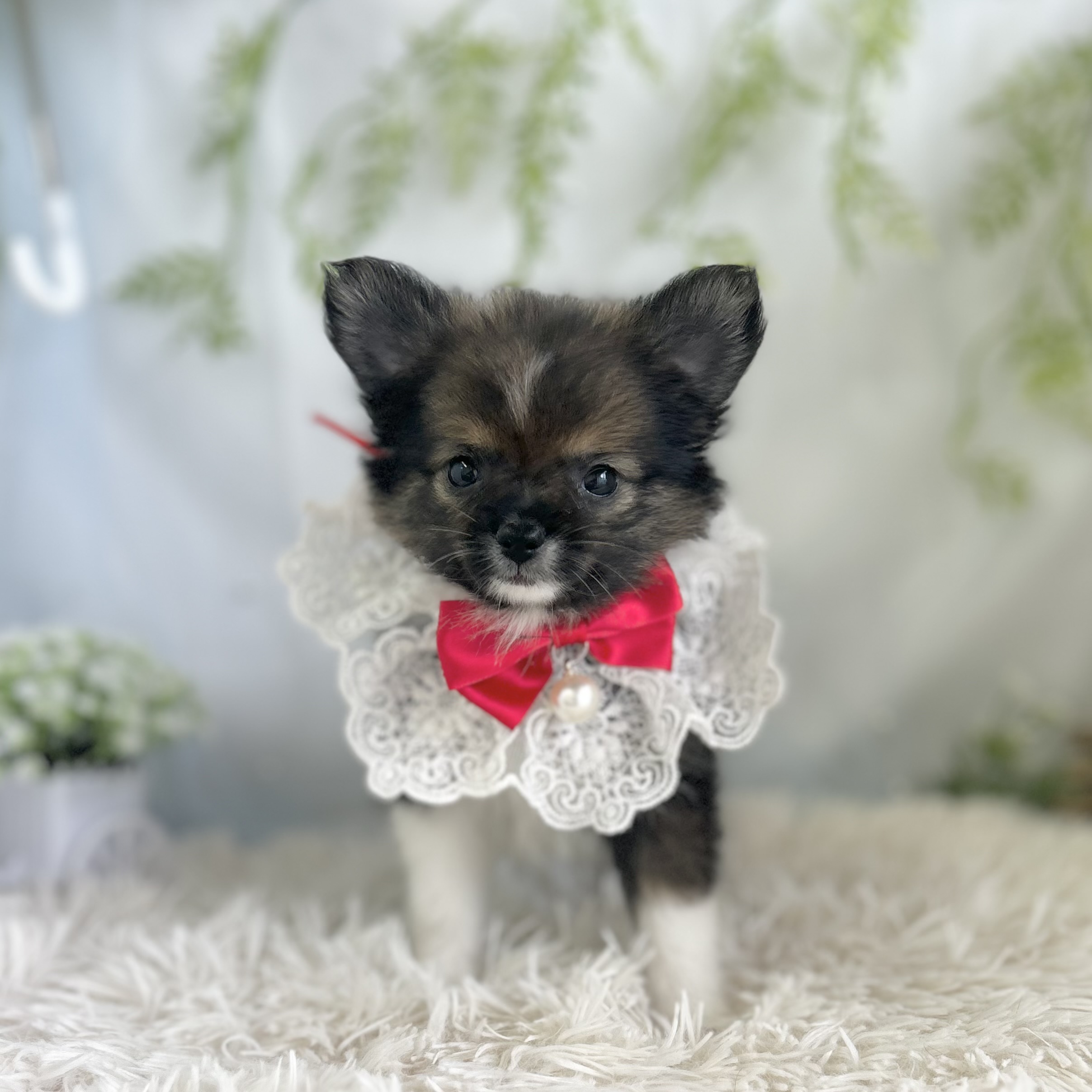 愛知県のハーフ犬・ミックス犬 (ファミリーペット 豊明店/2026年4月25日生まれ/女の子/レッドホワイト)の子犬の4枚目の画像