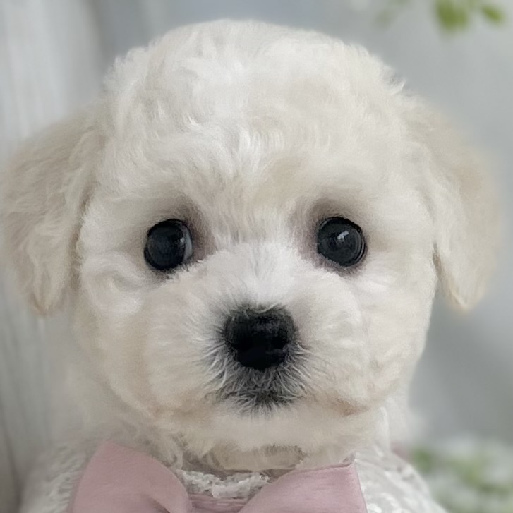 愛知県のビションフリーゼ (ファミリーペット 豊明店/2026年4月26日生まれ/女の子/ホワイト)の子犬の1枚目の画像