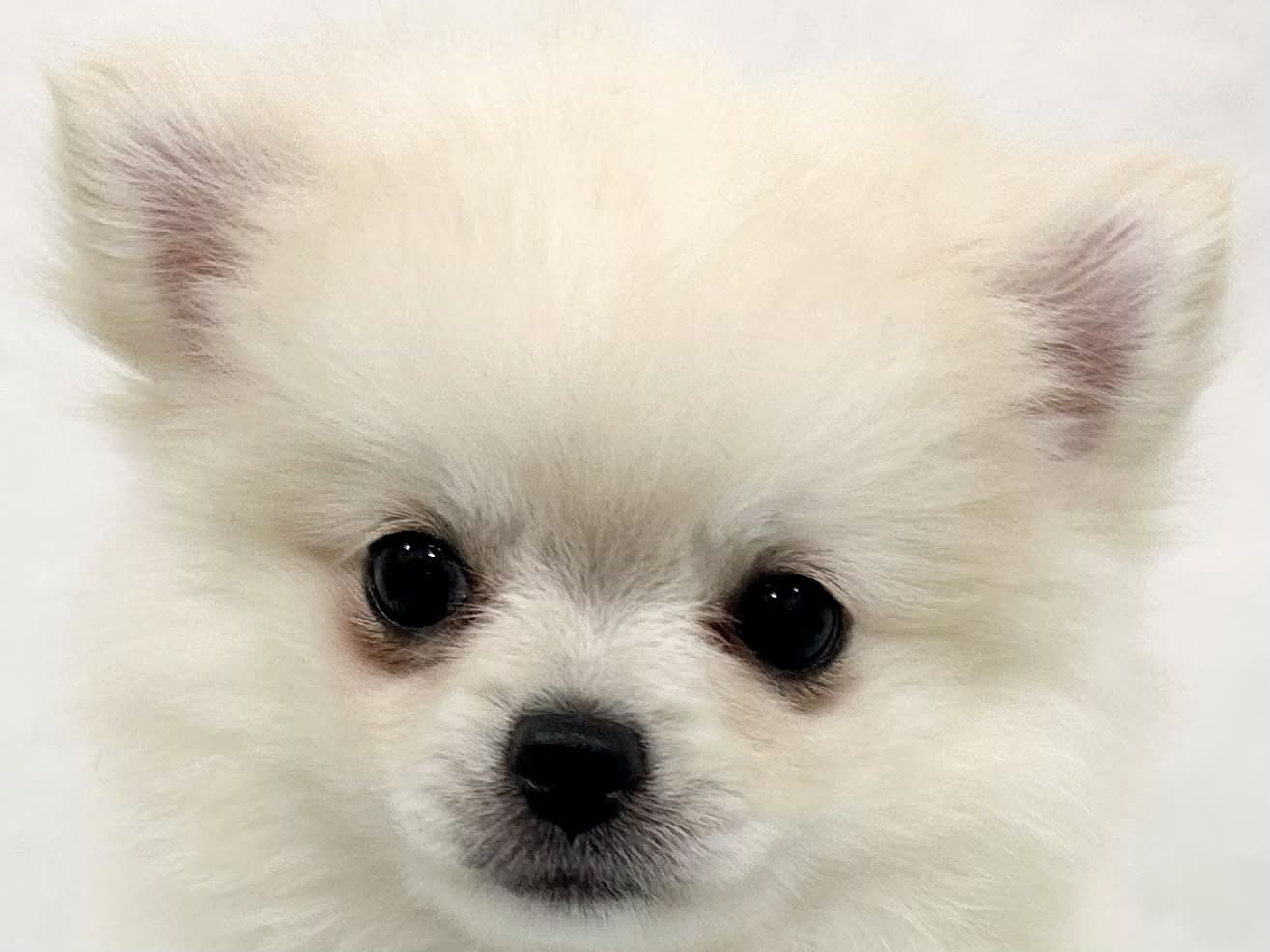 愛知県のハーフ犬・ミックス犬 (ファミリーペット リソラ大府店/2026年4月28日生まれ/男の子/クリーム)の子犬の1枚目の画像