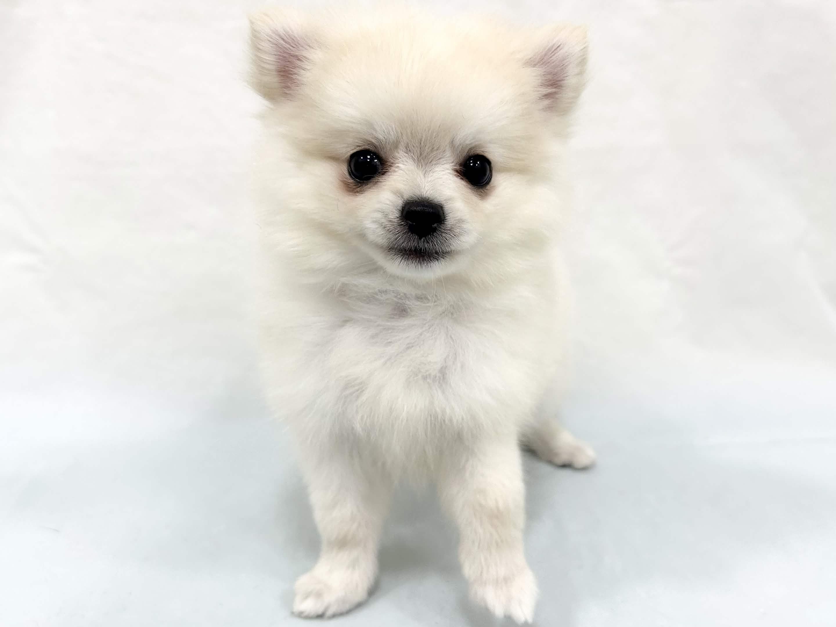 愛知県のハーフ犬・ミックス犬 (ファミリーペット リソラ大府店/2026年4月28日生まれ/男の子/クリーム)の子犬の2枚目の画像