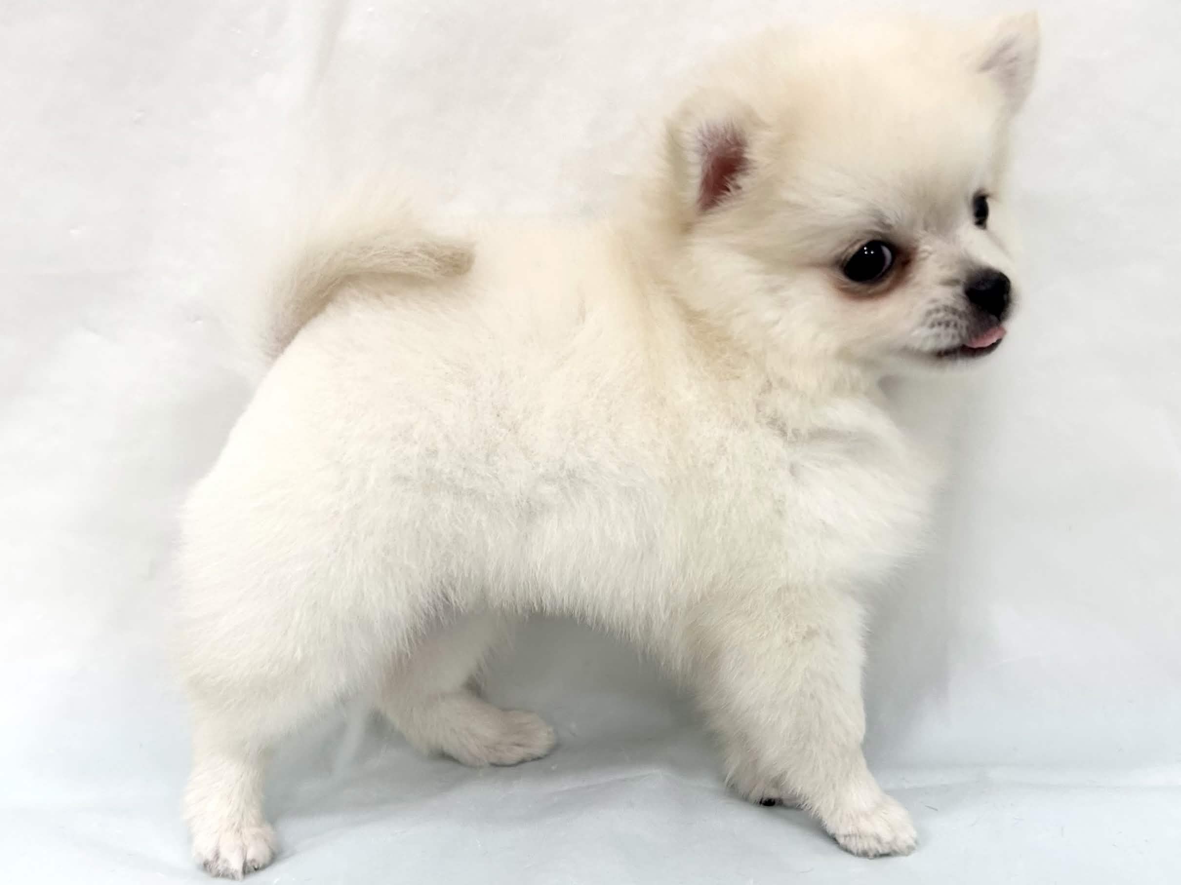 愛知県のハーフ犬・ミックス犬 (ファミリーペット リソラ大府店/2026年4月28日生まれ/男の子/クリーム)の子犬の3枚目の画像