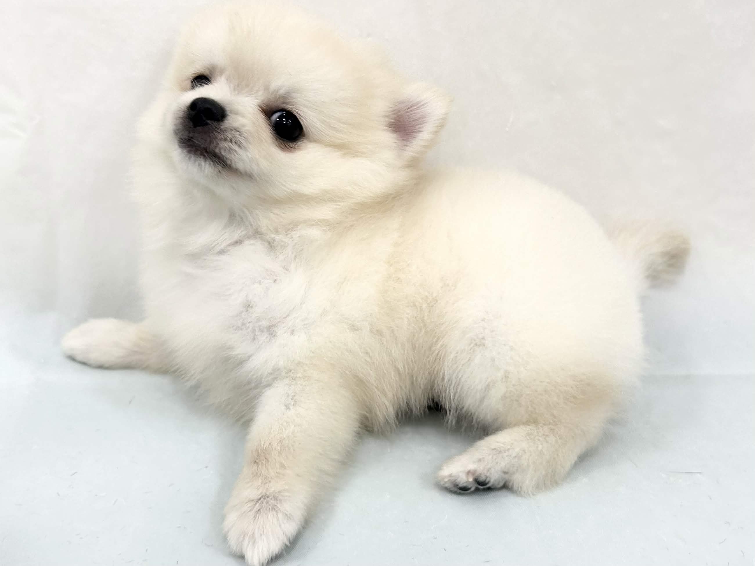 愛知県のハーフ犬・ミックス犬 (ファミリーペット リソラ大府店/2026年4月28日生まれ/男の子/クリーム)の子犬の4枚目の画像