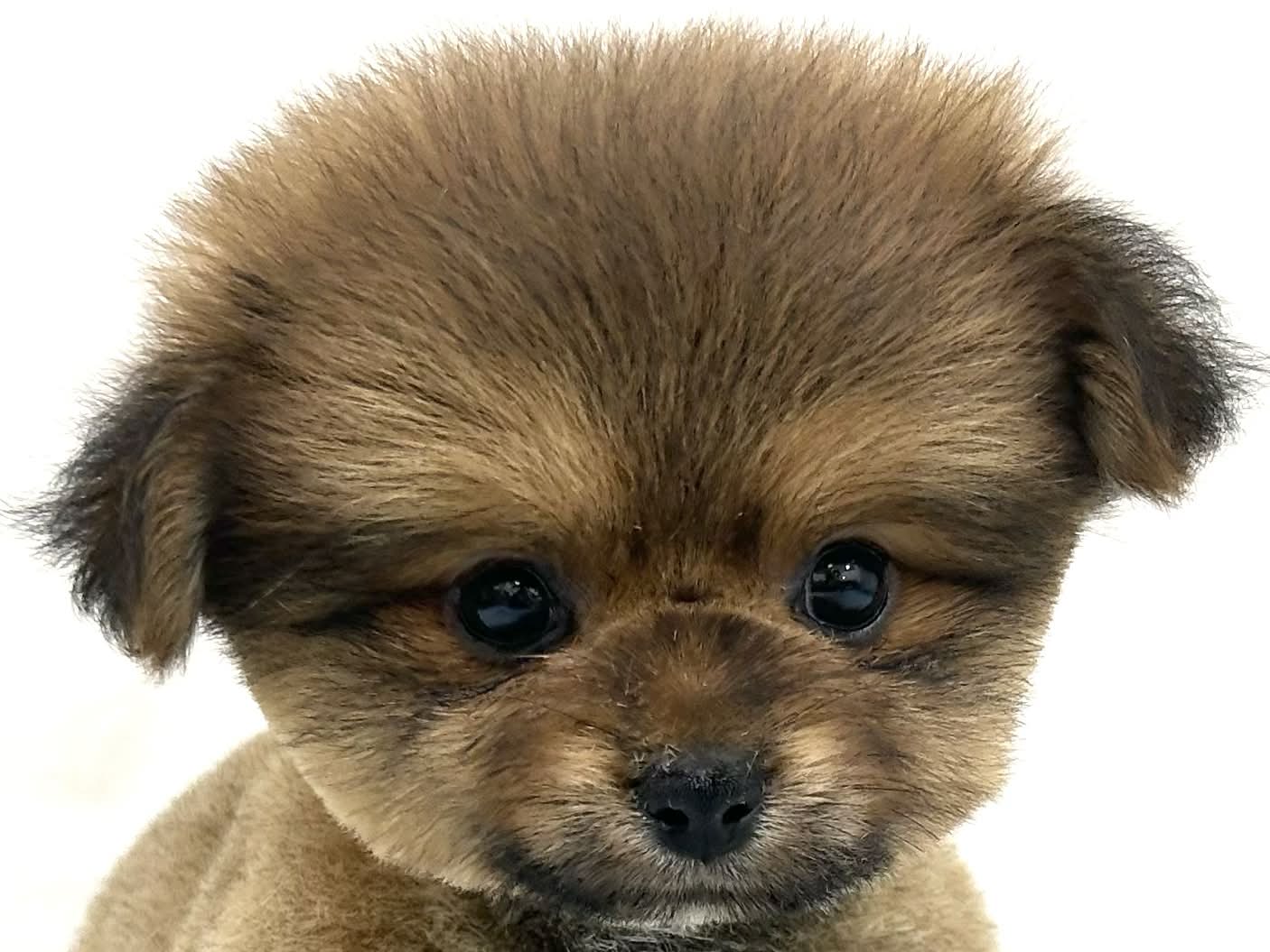 2026年4月27日生まれのハーフ犬・ミックス犬