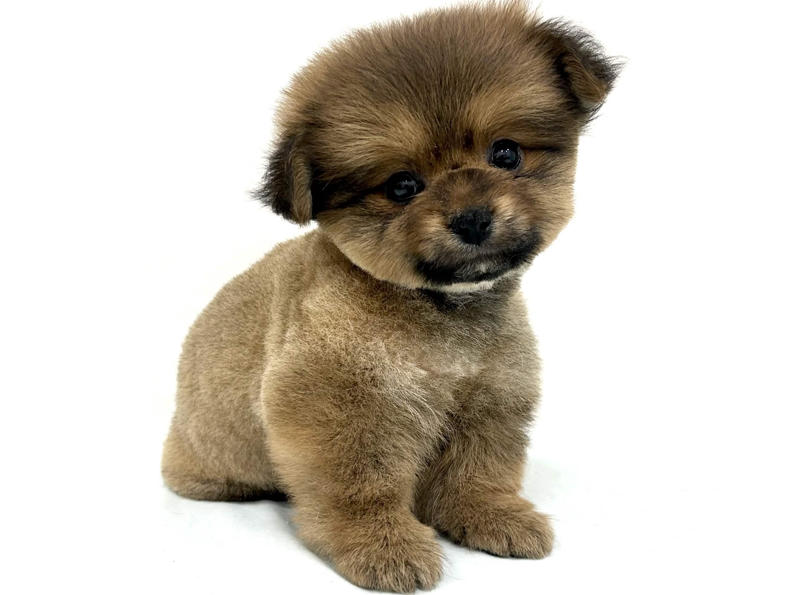 愛知県のハーフ犬・ミックス犬 (ファミリーペット リソラ大府店/2026年4月27日生まれ/男の子/オレンジ)の子犬の2枚目の画像