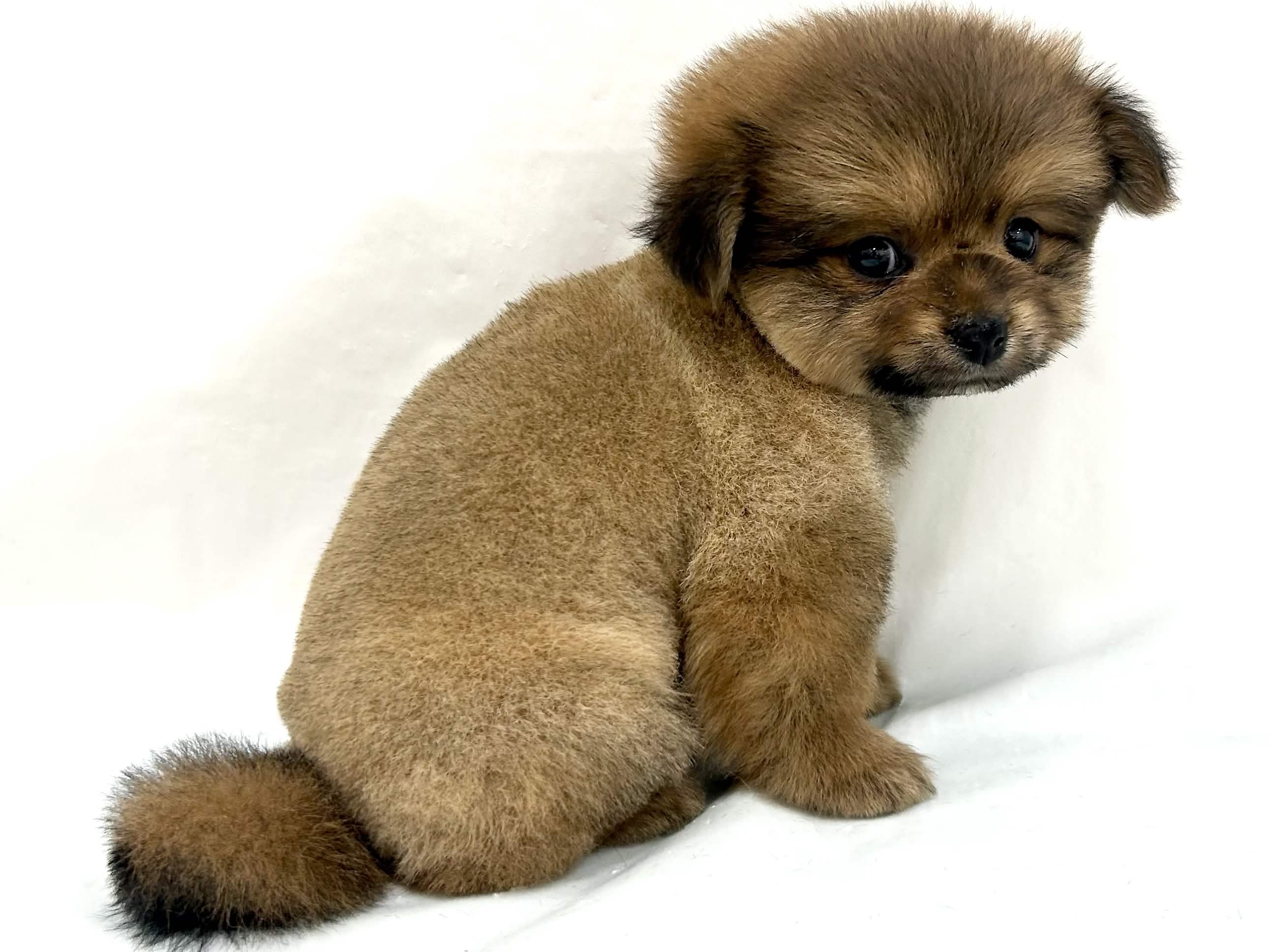 愛知県のハーフ犬・ミックス犬 (ファミリーペット リソラ大府店/2026年4月27日生まれ/男の子/オレンジ)の子犬の3枚目の画像