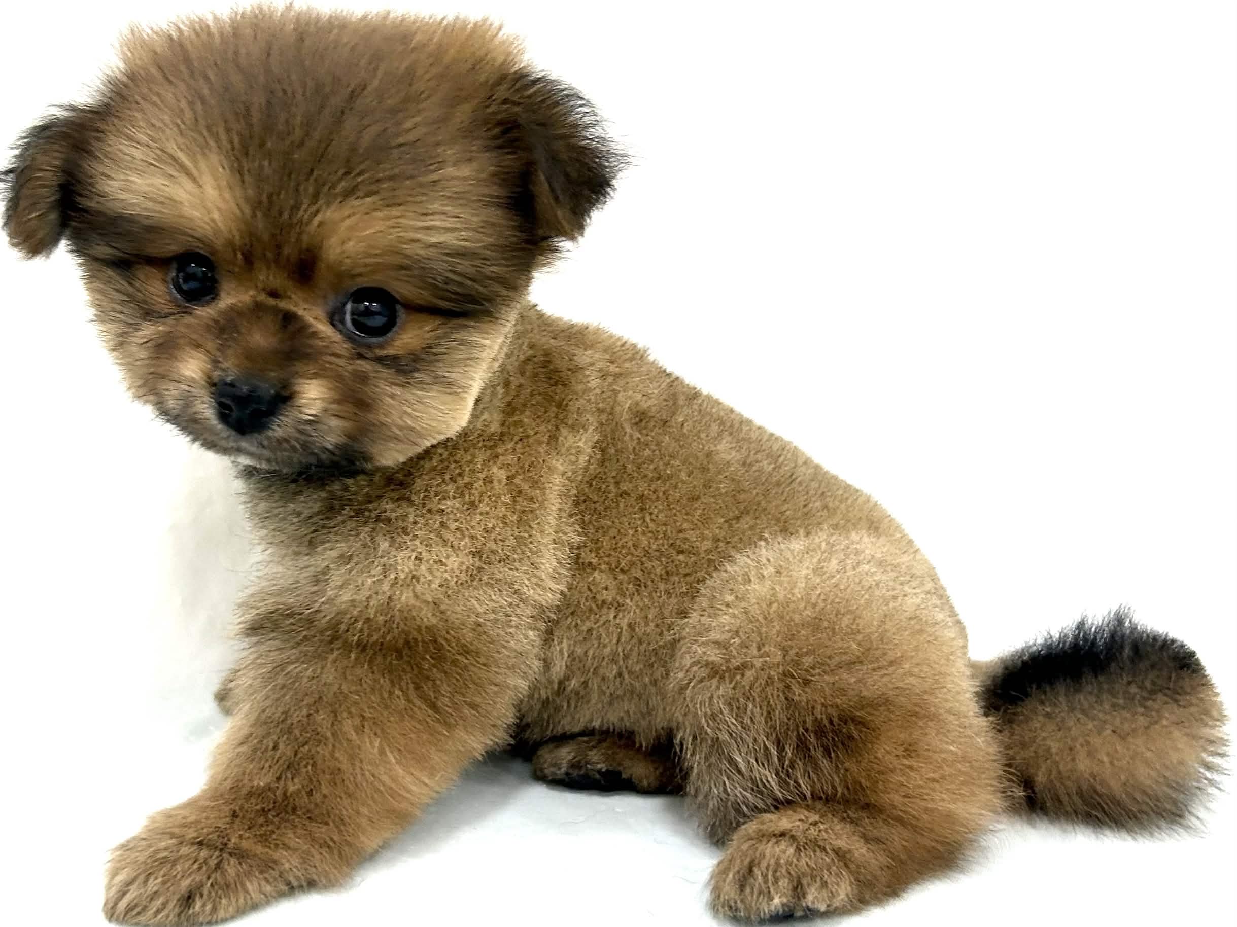 愛知県のハーフ犬・ミックス犬 (ファミリーペット リソラ大府店/2026年4月27日生まれ/男の子/オレンジ)の子犬の4枚目の画像