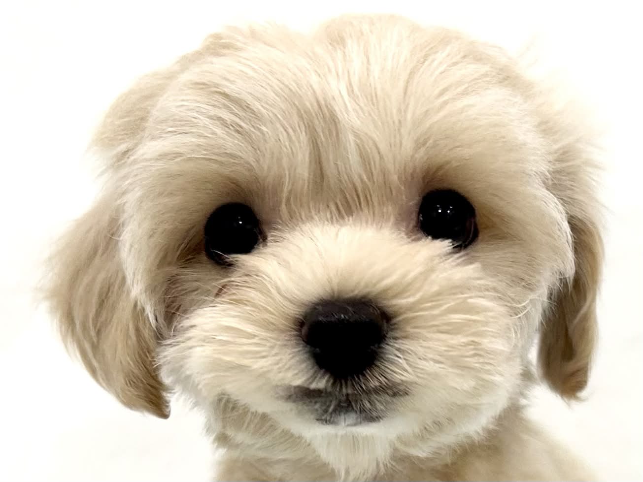 2026年4月24日生まれのハーフ犬・ミックス犬