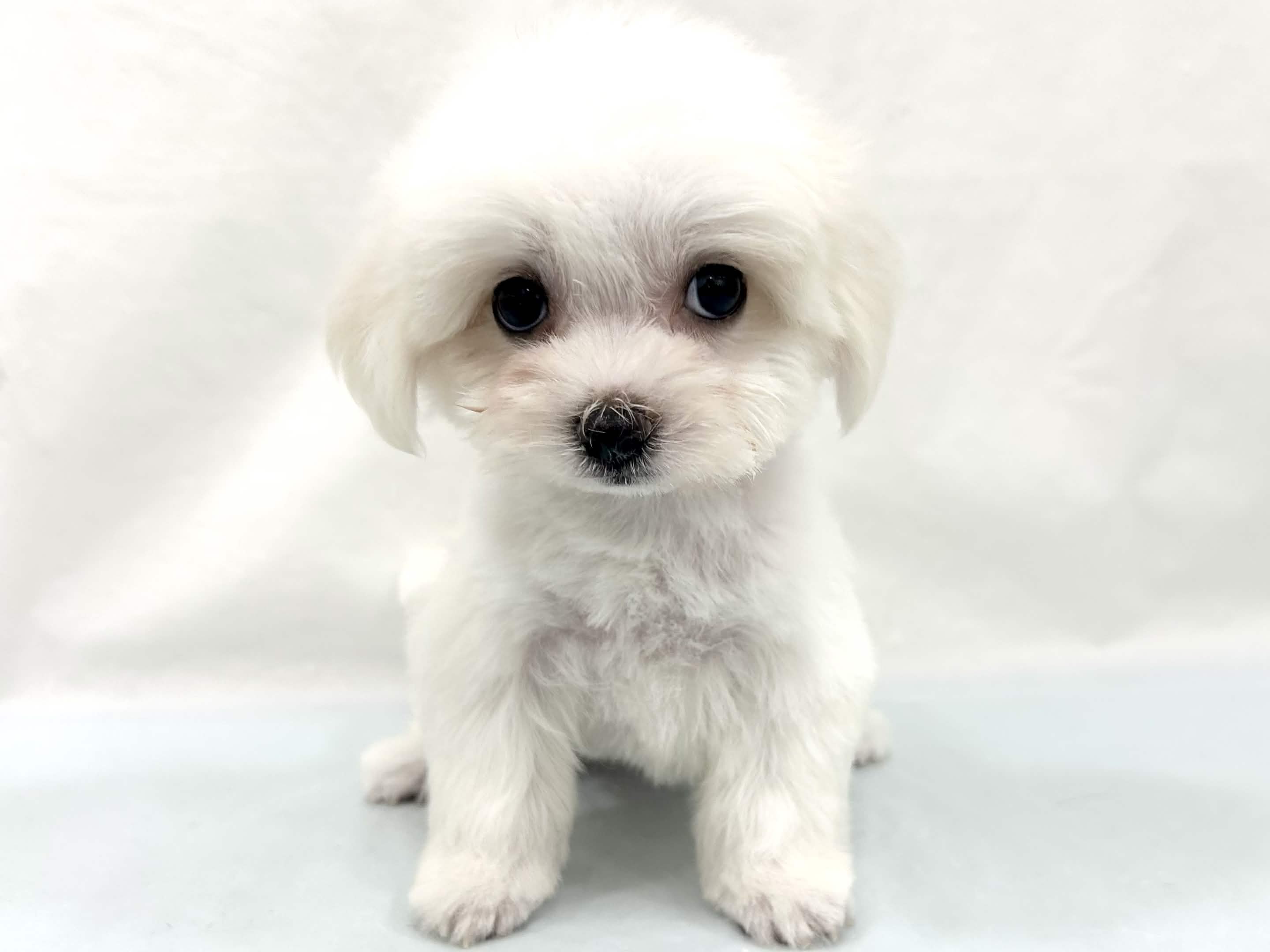 三重県のマルチーズ (アミーゴ四日市日永店/2026年4月25日生まれ/男の子/ホワイト)の子犬の2枚目の画像