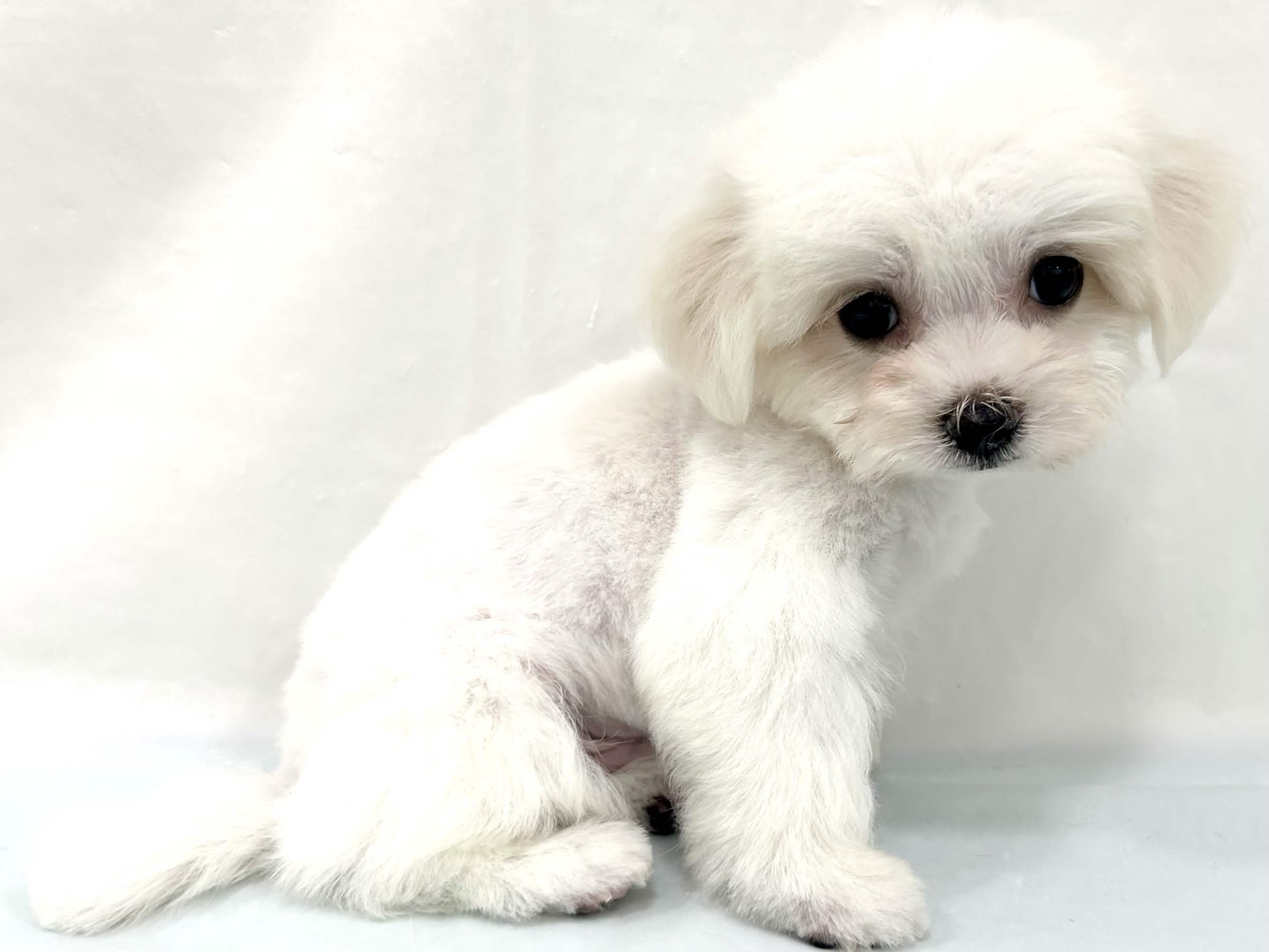 三重県のマルチーズ (アミーゴ四日市日永店/2026年4月25日生まれ/男の子/ホワイト)の子犬の3枚目の画像