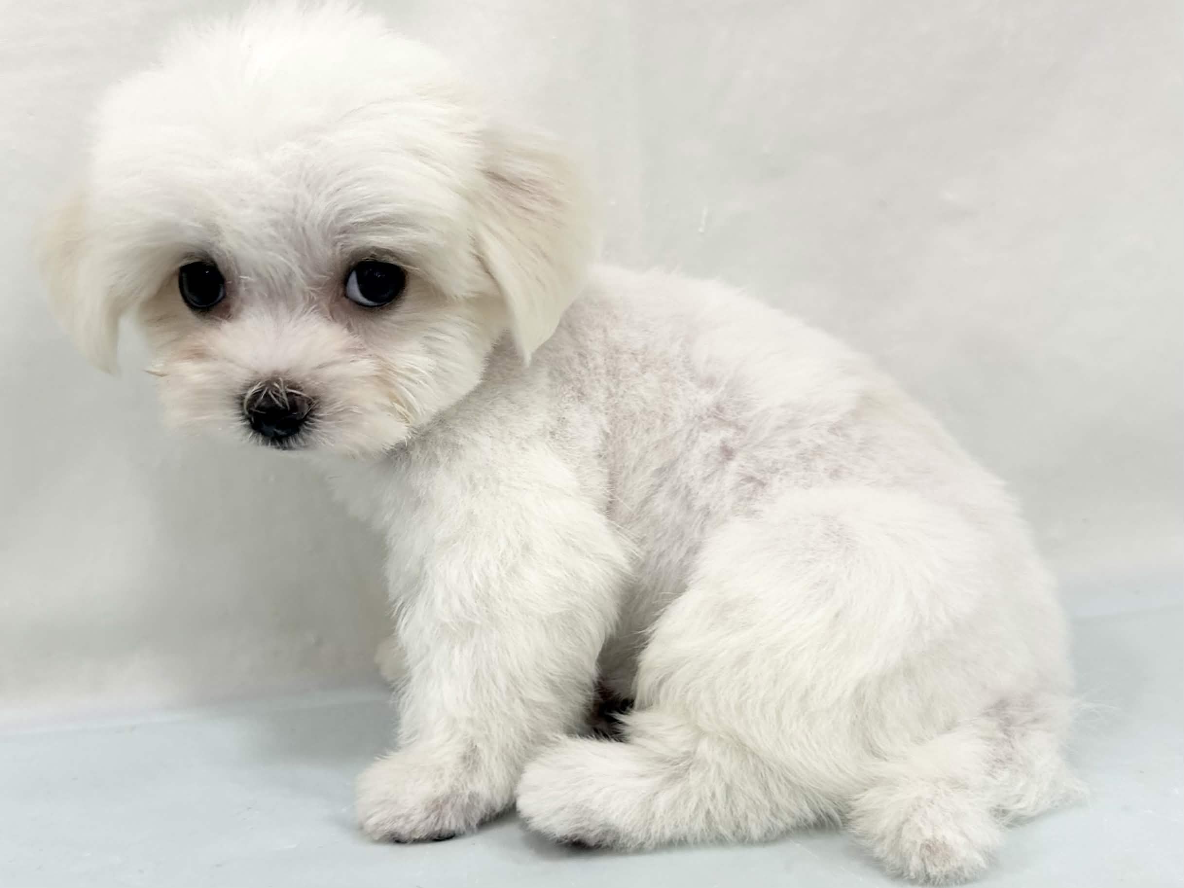 三重県のマルチーズ (アミーゴ四日市日永店/2026年4月25日生まれ/男の子/ホワイト)の子犬の4枚目の画像