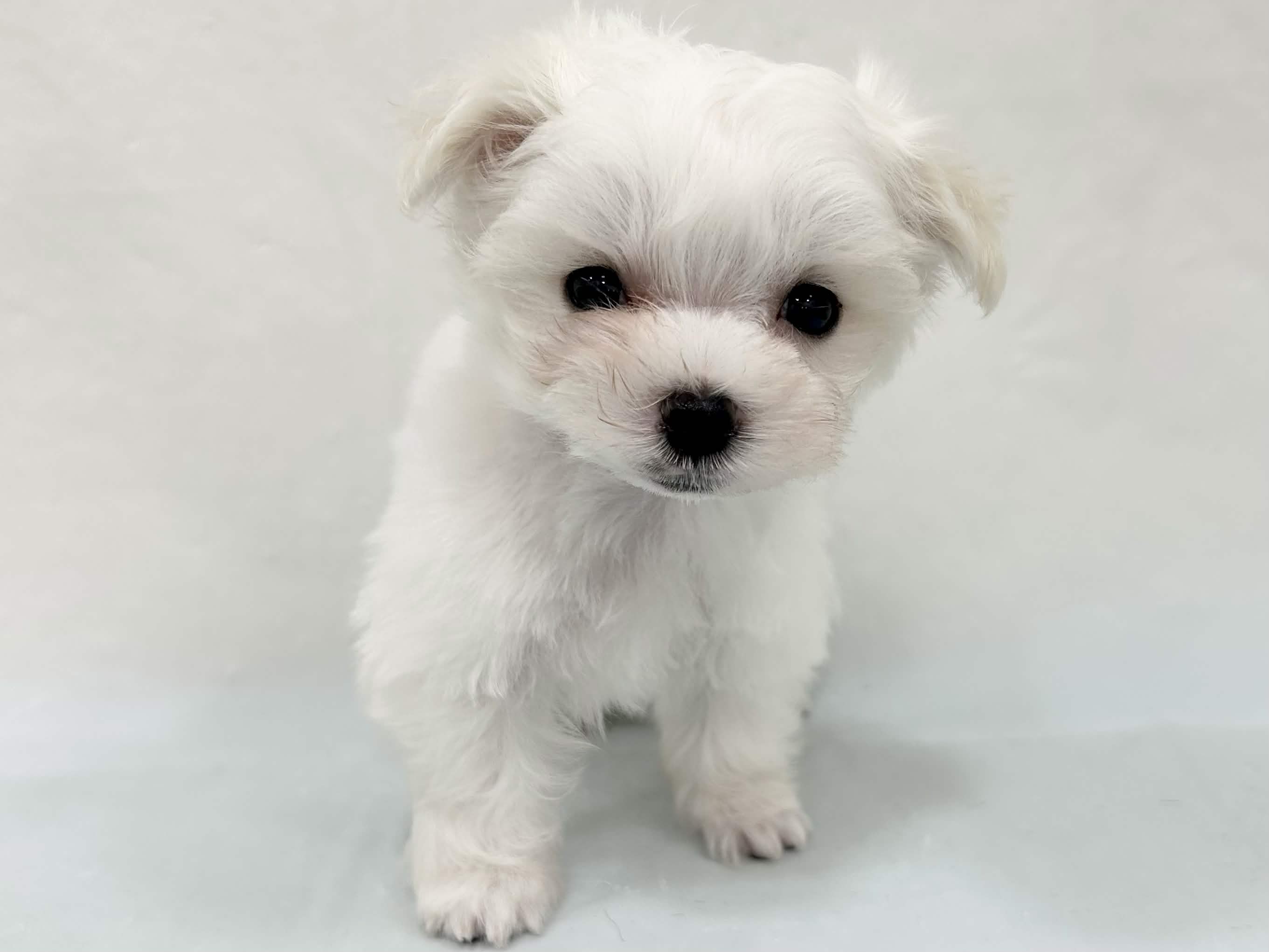 三重県のマルチーズ (アミーゴ四日市日永店/2026年4月25日生まれ/男の子/ホワイト)の子犬の2枚目の画像