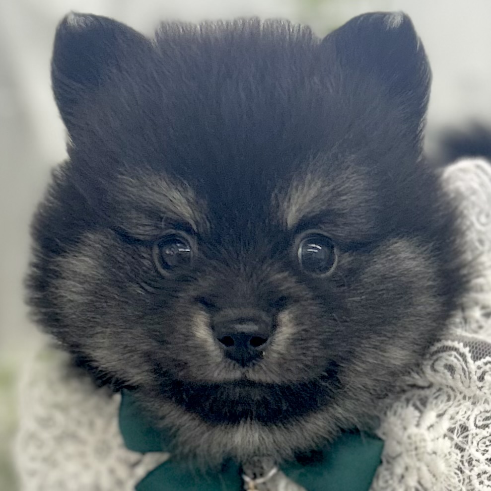 愛知県のポメラニアン (ファミリーペット 豊明店/2026年5月23日生まれ/男の子/ブラックタン)の子犬の1枚目の画像