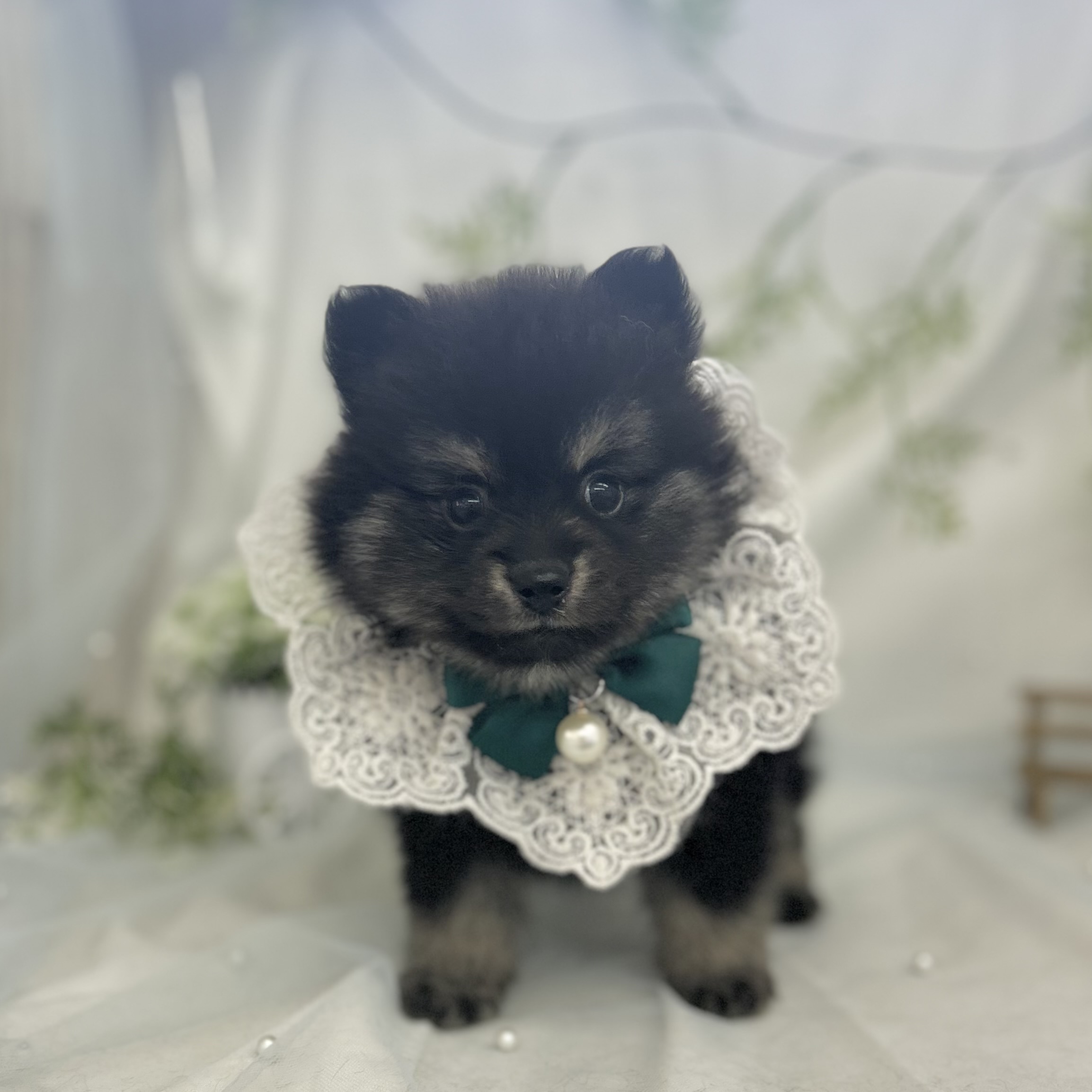 愛知県のポメラニアン (ファミリーペット 豊明店/2026年5月23日生まれ/男の子/ブラックタン)の子犬の2枚目の画像