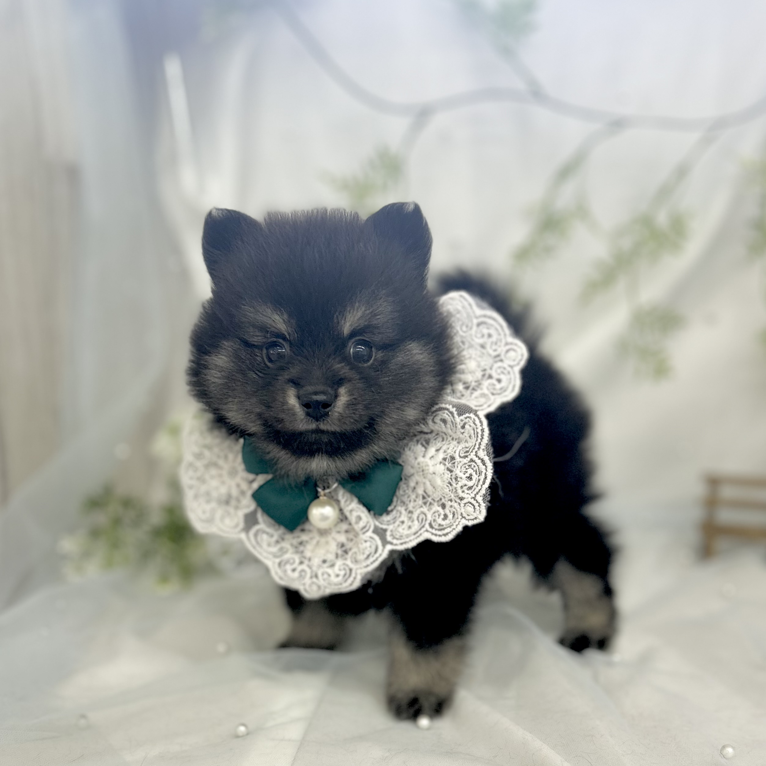 愛知県のポメラニアン (ファミリーペット 豊明店/2026年5月23日生まれ/男の子/ブラックタン)の子犬の3枚目の画像