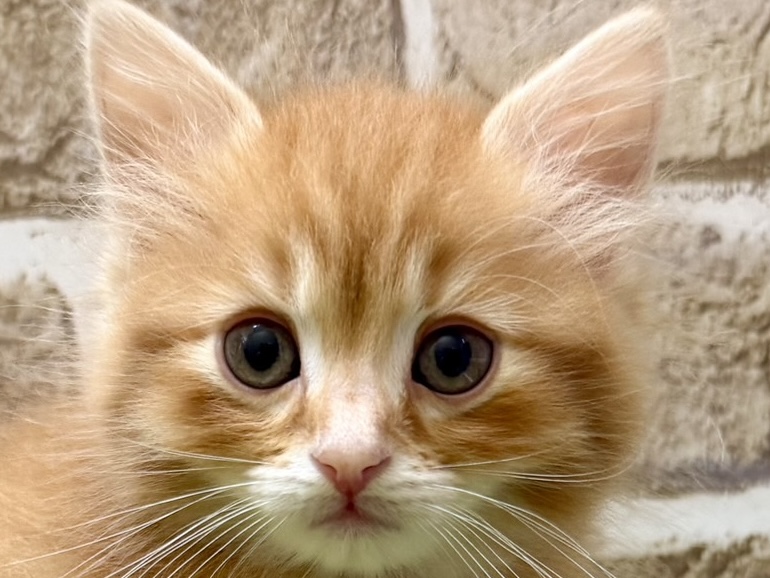 大阪府のマンチカン (ファミリーペット with 高槻店/2026年5月12日生まれ/男の子/レッドタビー)の子猫の1枚目の画像