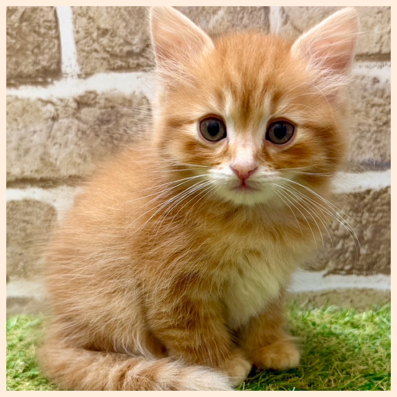 大阪府のマンチカン (ファミリーペット with 高槻店/2026年5月12日生まれ/男の子/レッドタビー)の子猫の2枚目の画像