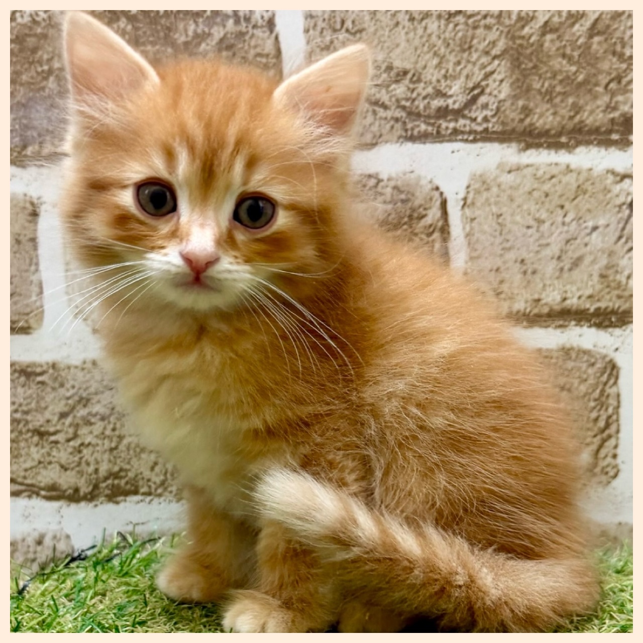 大阪府のマンチカン (ファミリーペット with 高槻店/2026年5月12日生まれ/男の子/レッドタビー)の子猫の3枚目の画像