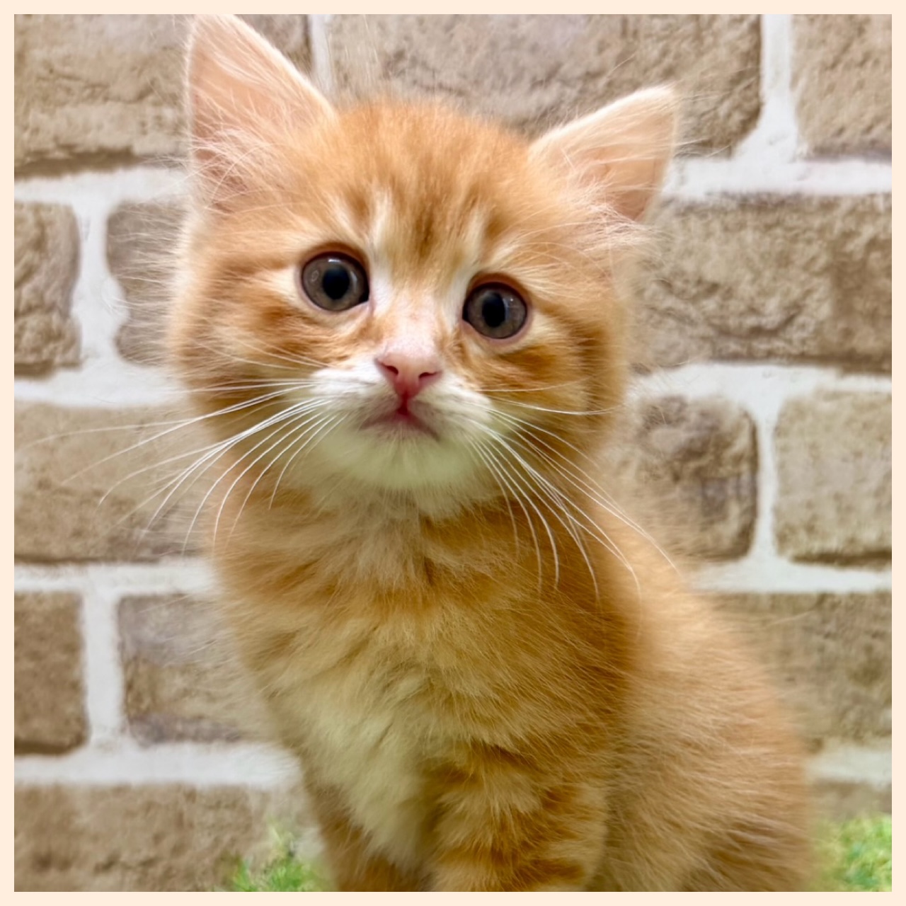 大阪府のマンチカン (ファミリーペット with 高槻店/2026年5月12日生まれ/男の子/レッドタビー)の子猫の4枚目の画像