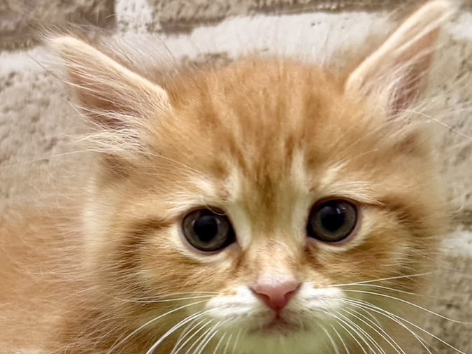 大阪府のマンチカン (ファミリーペット with 高槻店/2026年5月12日生まれ/男の子/レッドタビー)の子猫の1枚目の画像