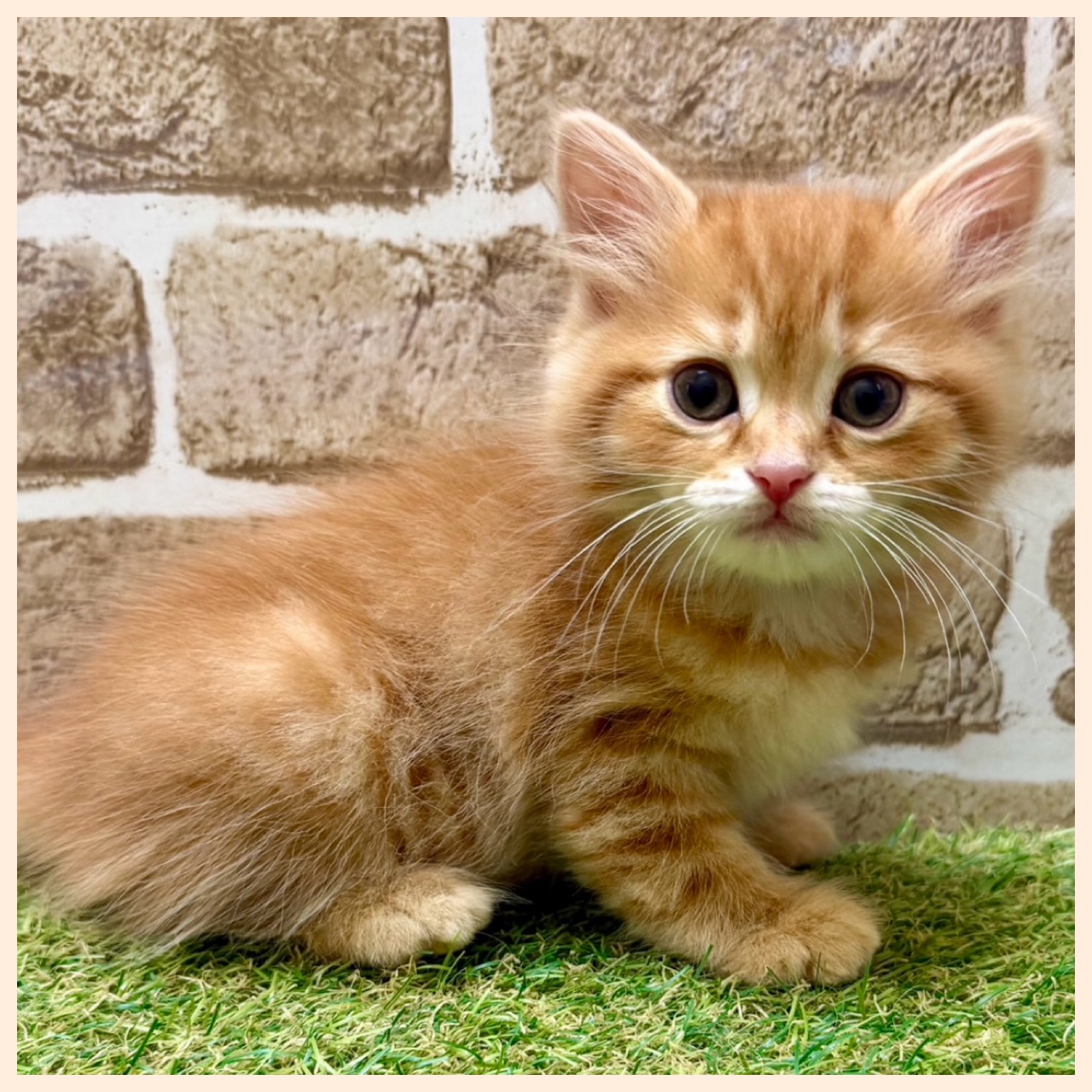 大阪府のマンチカン (ファミリーペット with 高槻店/2026年5月12日生まれ/男の子/レッドタビー)の子猫の2枚目の画像