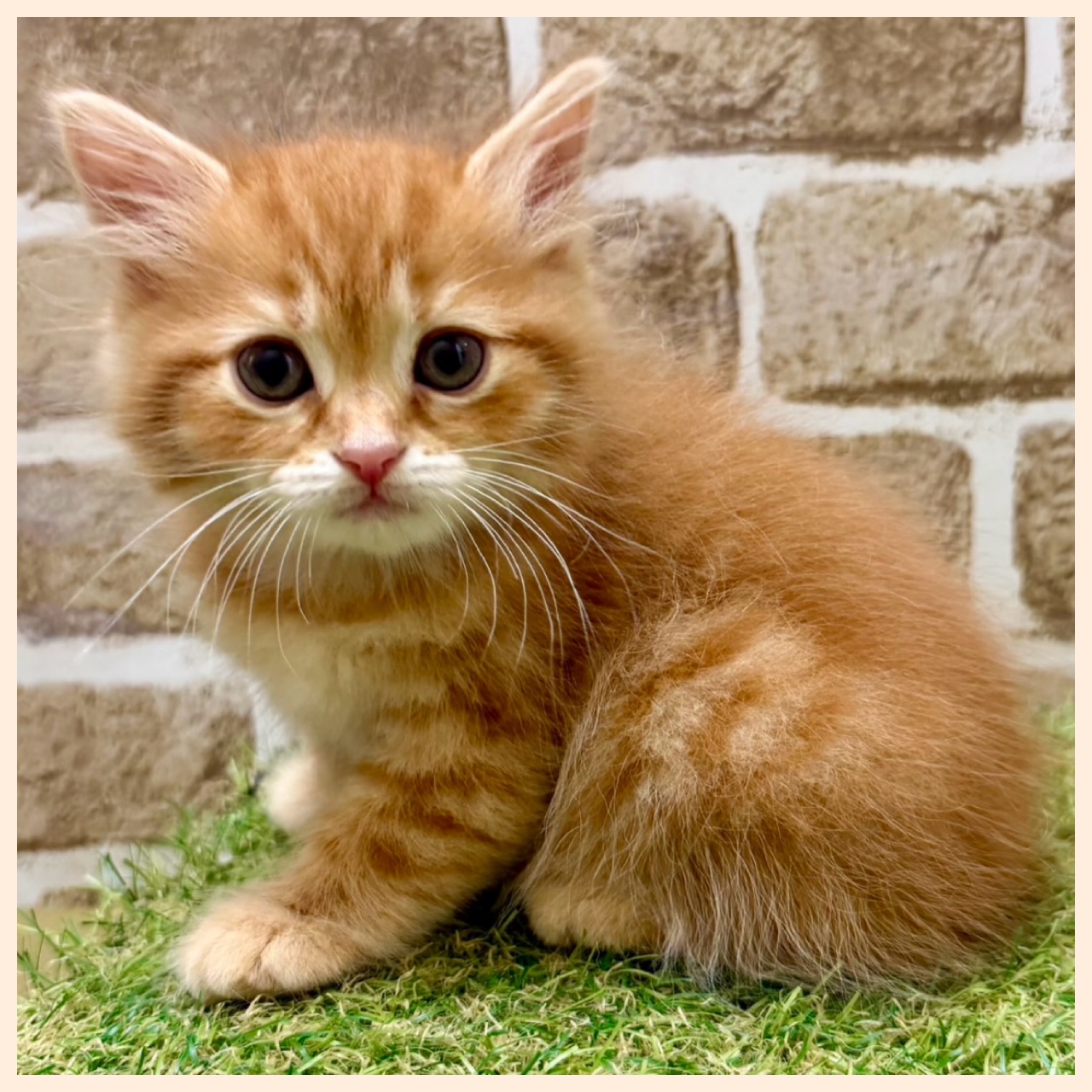 大阪府のマンチカン (ファミリーペット with 高槻店/2026年5月12日生まれ/男の子/レッドタビー)の子猫の3枚目の画像