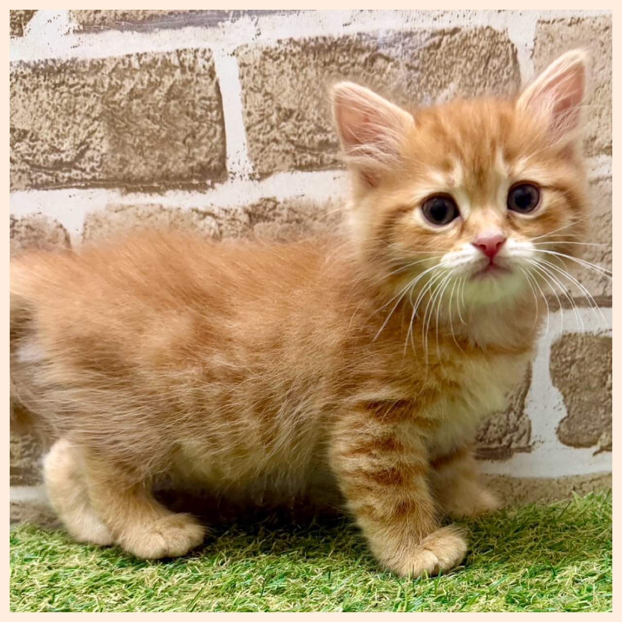 大阪府のマンチカン (ファミリーペット with 高槻店/2026年5月12日生まれ/男の子/レッドタビー)の子猫の4枚目の画像