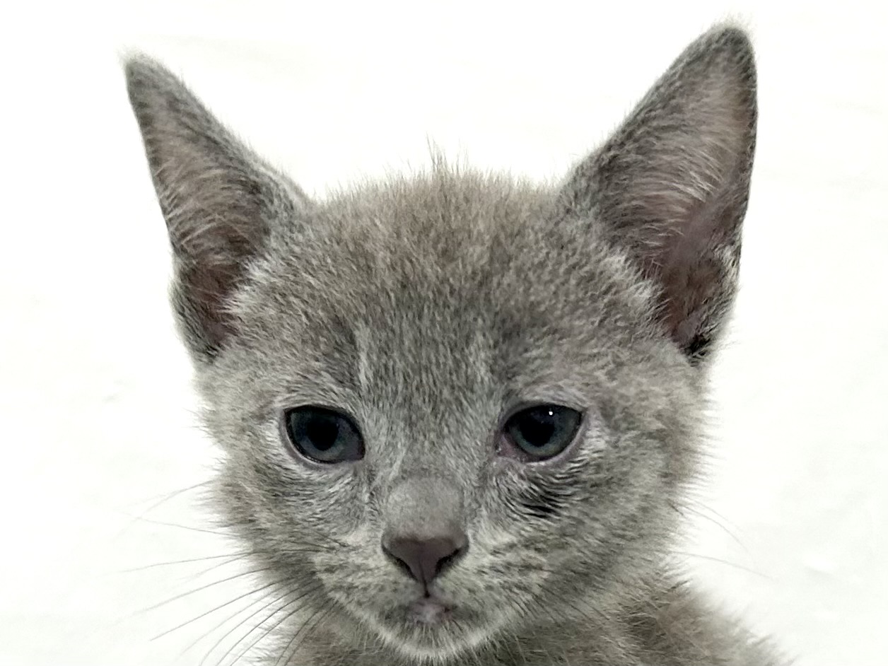 愛知県のロシアンブルー (ファミリーペット リソラ大府店/2026年5月6日生まれ/男の子/ブルー)の子猫の1枚目の画像