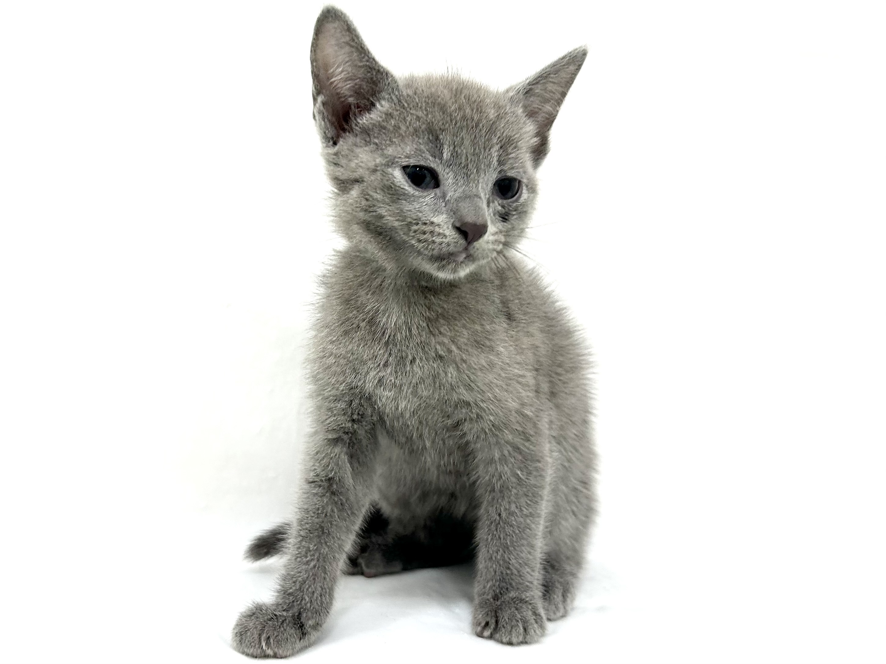 愛知県のロシアンブルー (ファミリーペット リソラ大府店/2026年5月6日生まれ/男の子/ブルー)の子猫の2枚目の画像