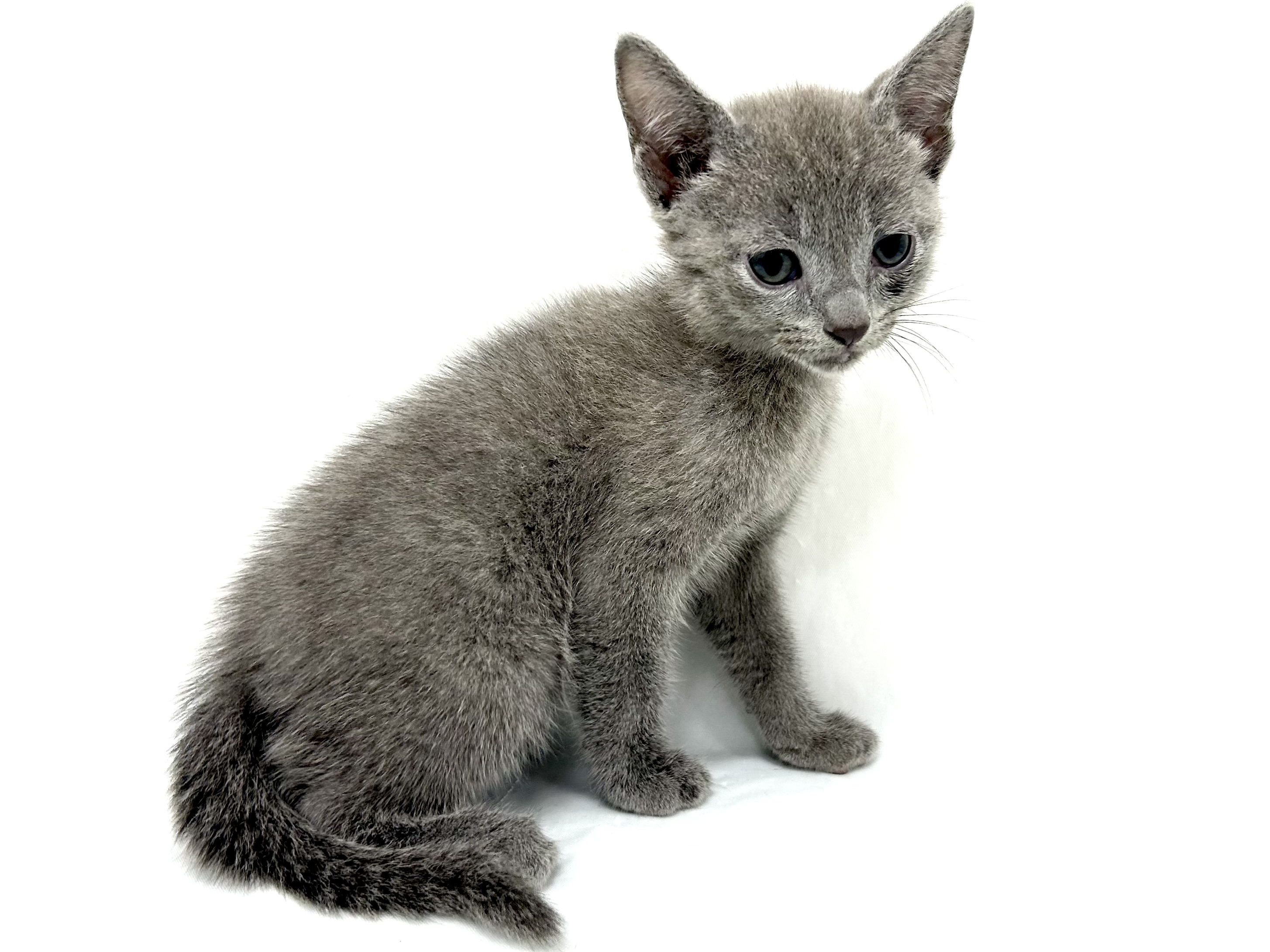 愛知県のロシアンブルー (ファミリーペット リソラ大府店/2026年5月6日生まれ/男の子/ブルー)の子猫の3枚目の画像