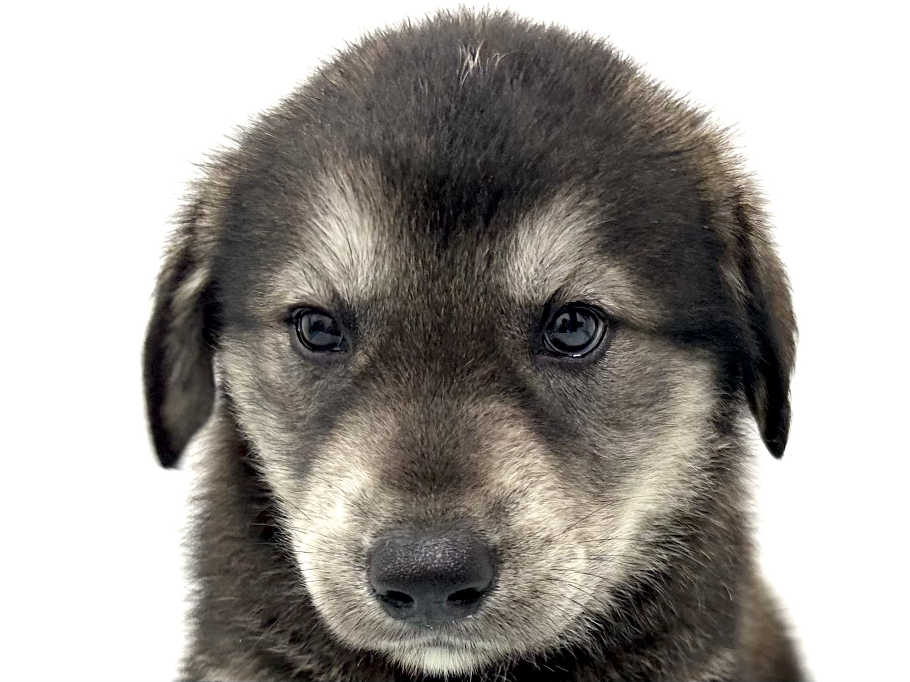 愛知県のハーフ犬・ミックス犬 (ファミリーペット リソラ大府店/2026年5月4日生まれ/男の子/ウルフセーブル)の子犬の1枚目の画像
