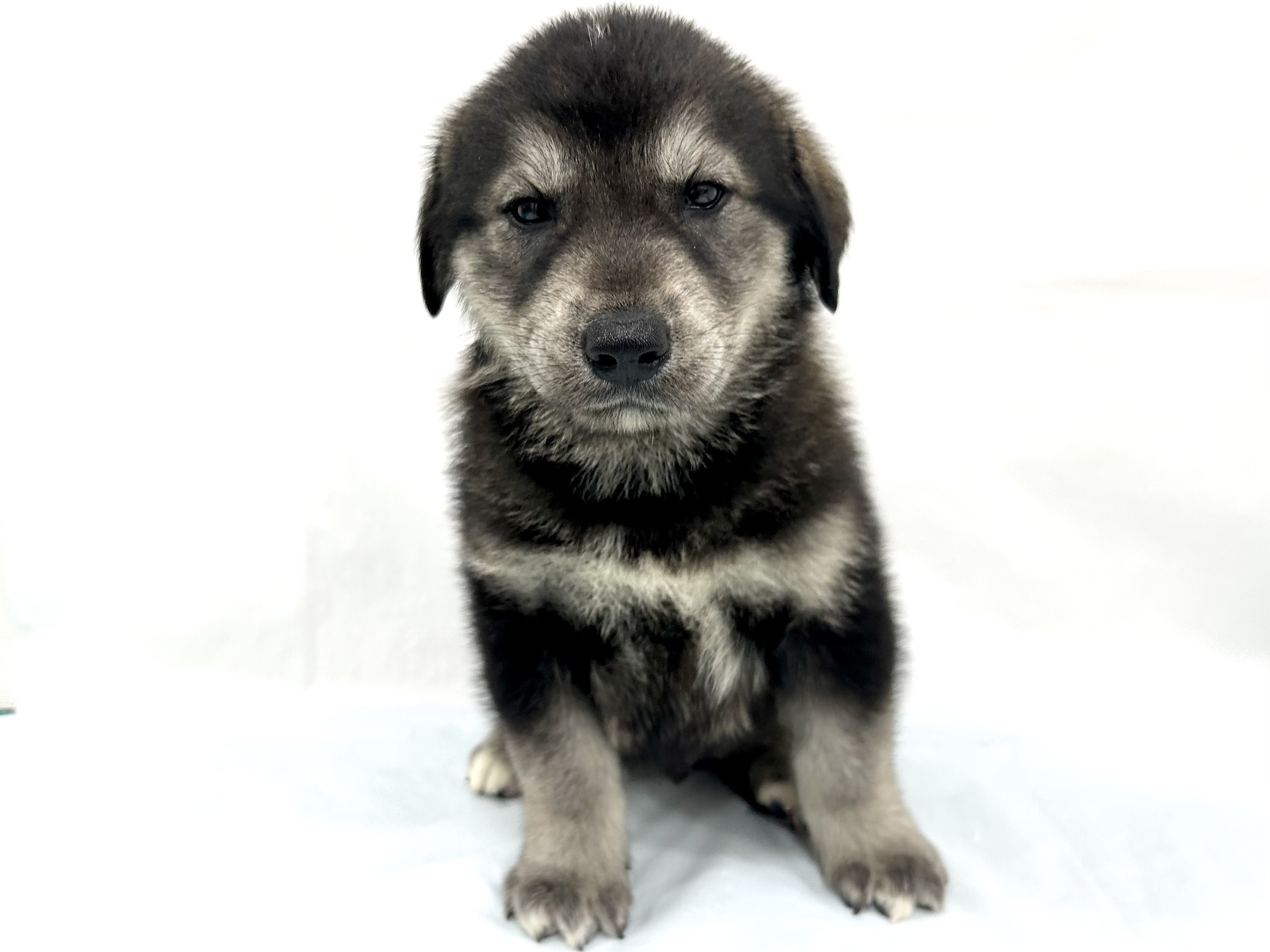 愛知県のハーフ犬・ミックス犬 (ファミリーペット リソラ大府店/2026年5月4日生まれ/男の子/ウルフセーブル)の子犬の2枚目の画像