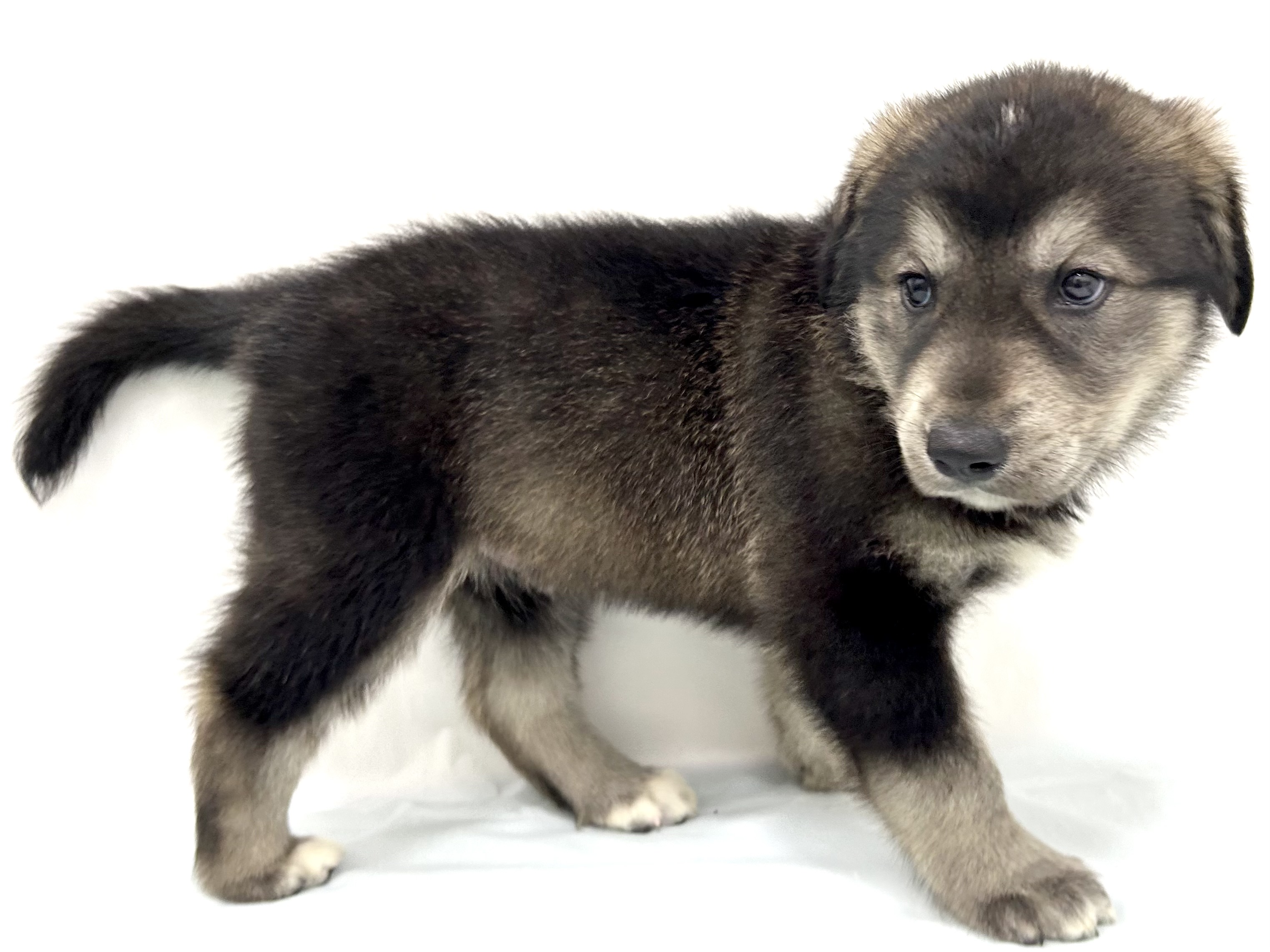 愛知県のハーフ犬・ミックス犬 (ファミリーペット リソラ大府店/2026年5月4日生まれ/男の子/ウルフセーブル)の子犬の3枚目の画像