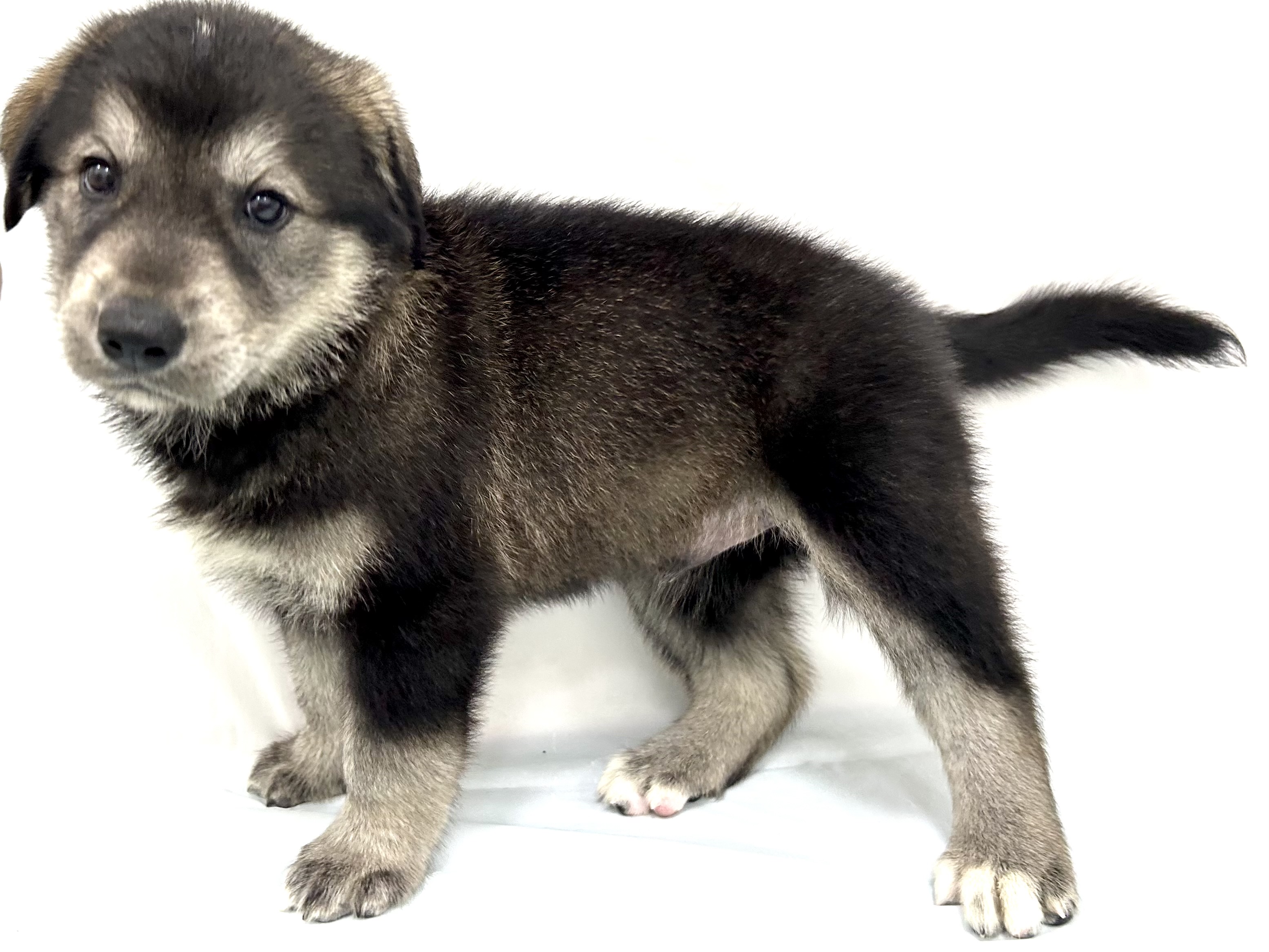 愛知県のハーフ犬・ミックス犬 (ファミリーペット リソラ大府店/2026年5月4日生まれ/男の子/ウルフセーブル)の子犬の4枚目の画像
