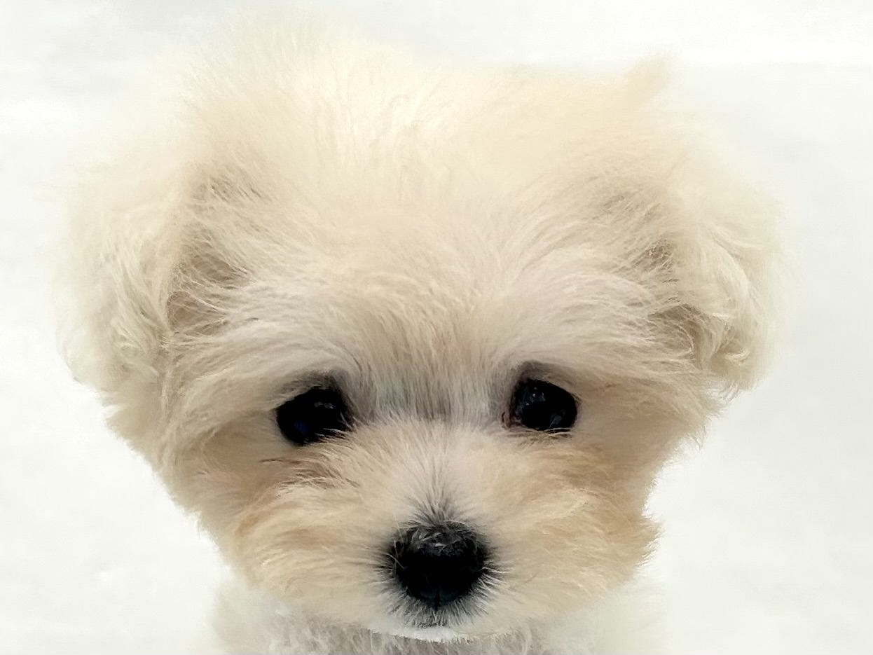 愛知県のハーフ犬・ミックス犬 (ファミリーペット リソラ大府店/2026年5月4日生まれ/女の子/クリーム)の子犬の1枚目の画像
