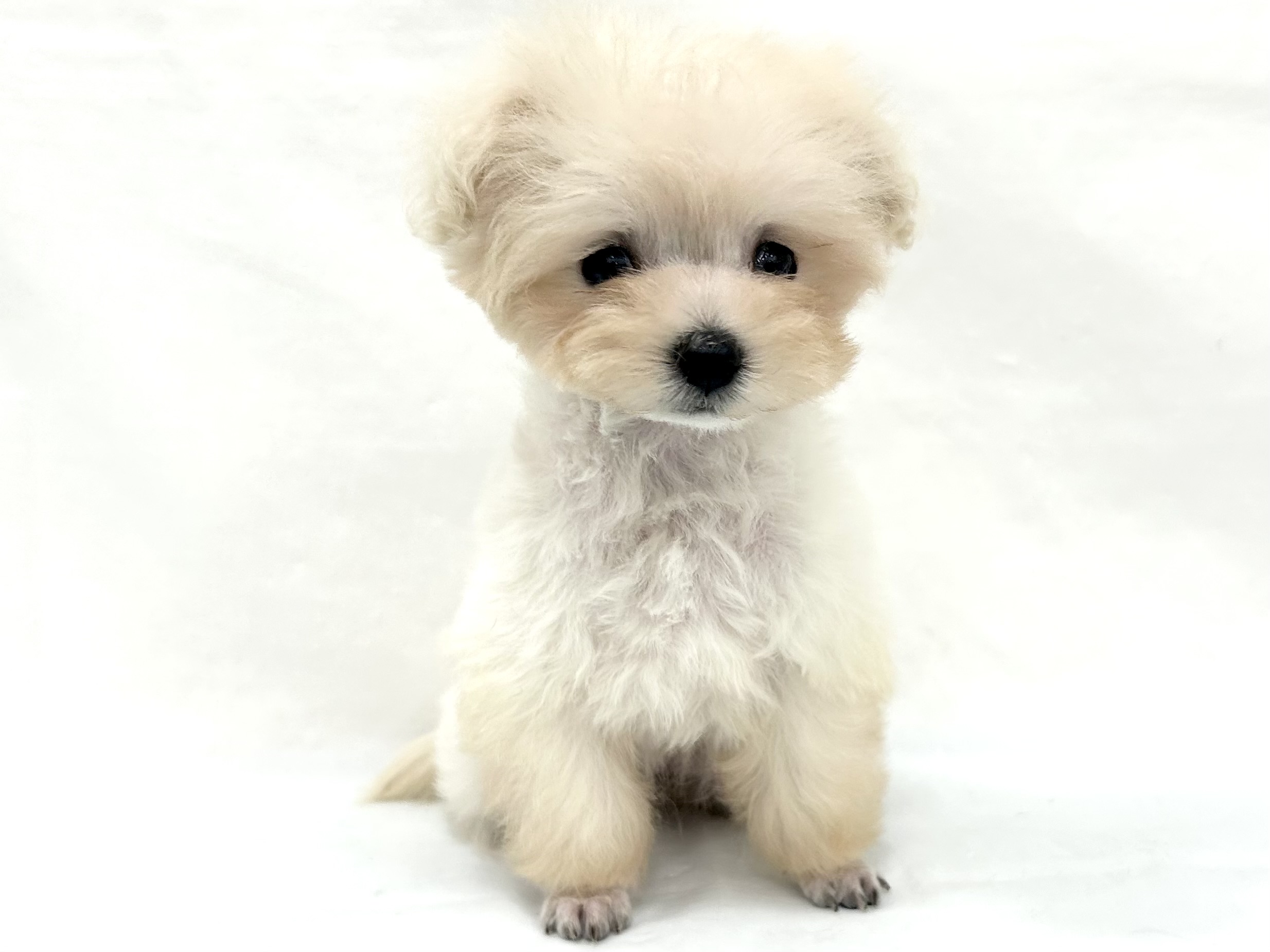愛知県のハーフ犬・ミックス犬 (ファミリーペット リソラ大府店/2026年5月4日生まれ/女の子/クリーム)の子犬の2枚目の画像