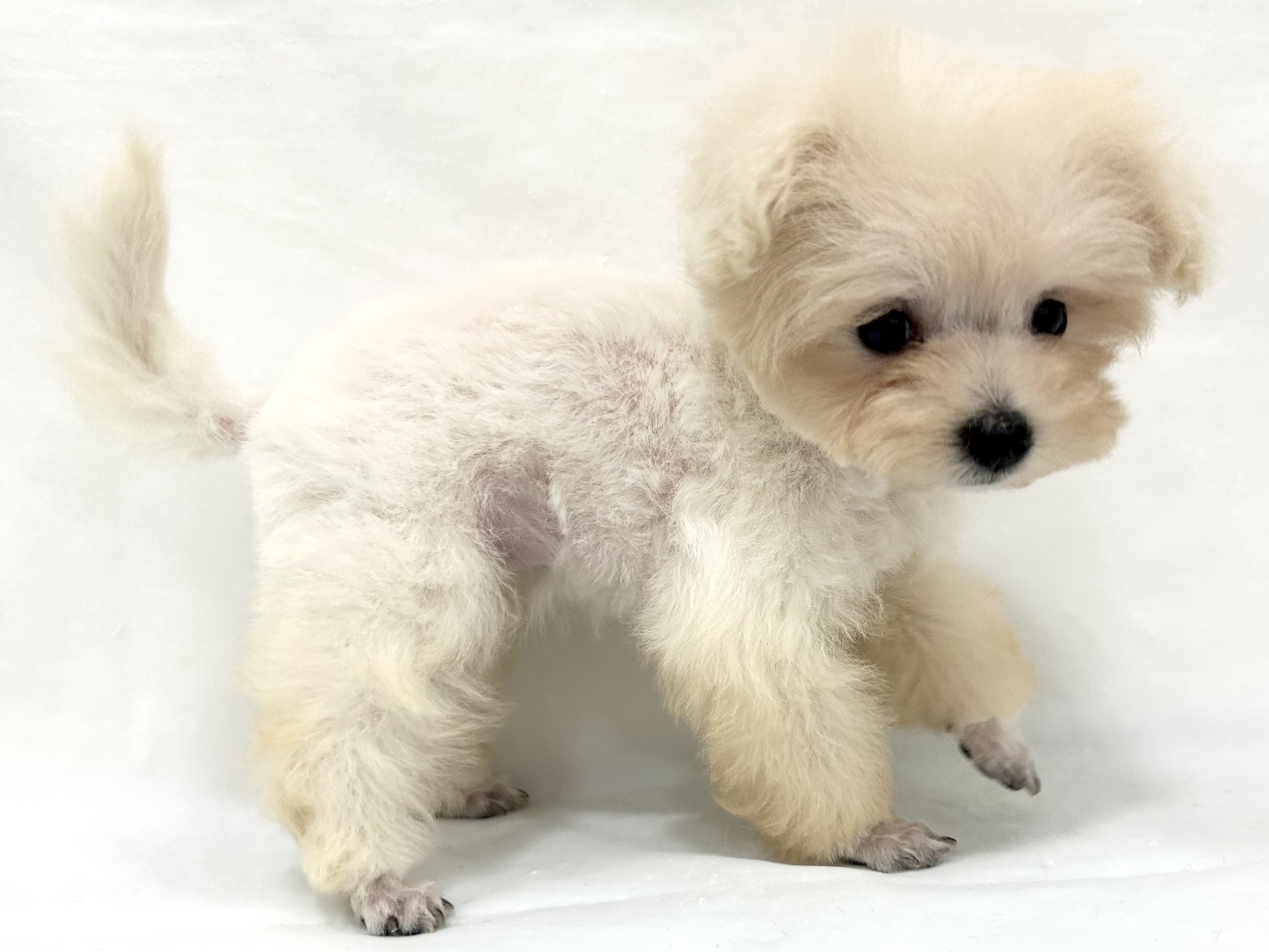 愛知県のハーフ犬・ミックス犬 (ファミリーペット リソラ大府店/2026年5月4日生まれ/女の子/クリーム)の子犬の3枚目の画像