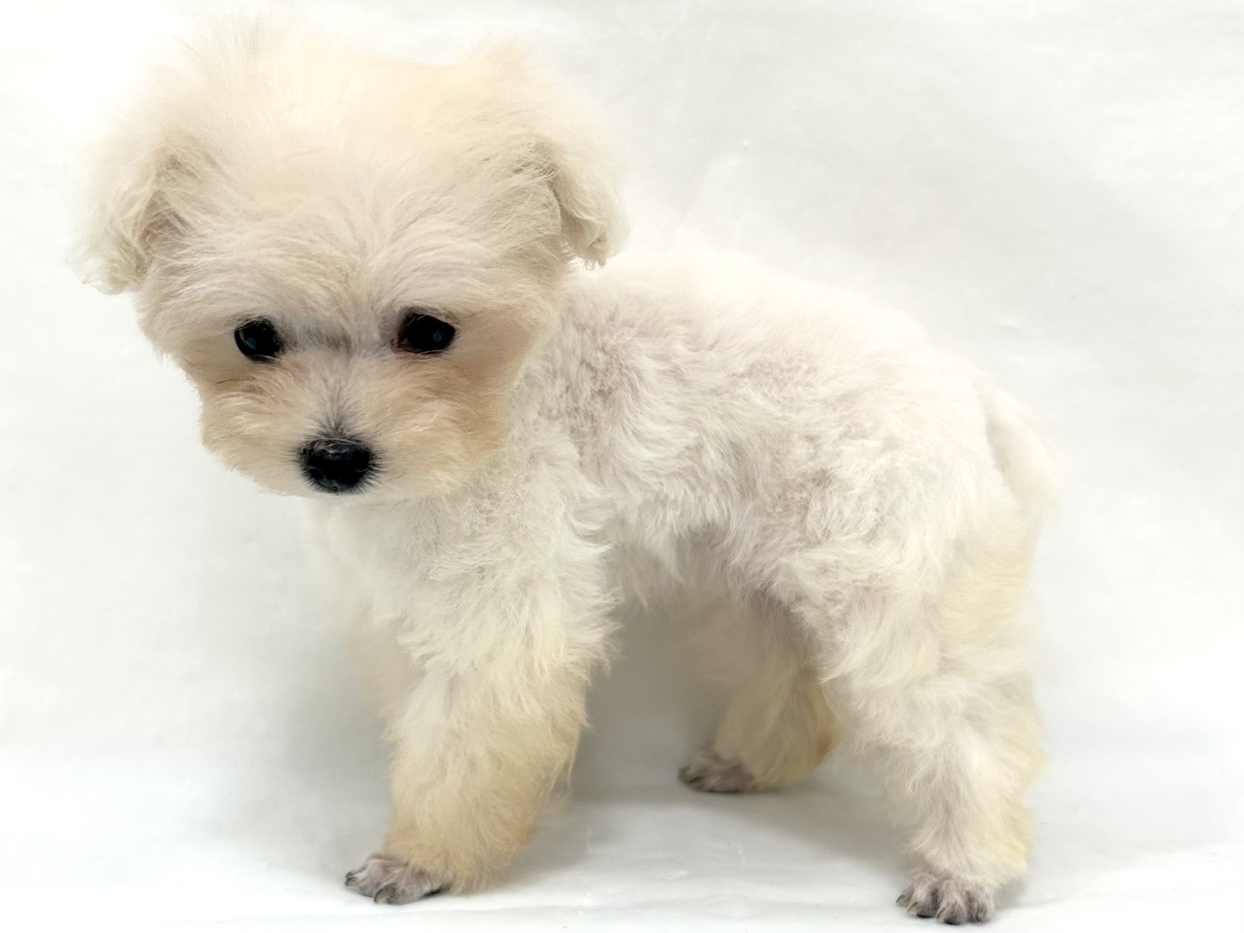 愛知県のハーフ犬・ミックス犬 (ファミリーペット リソラ大府店/2026年5月4日生まれ/女の子/クリーム)の子犬の4枚目の画像