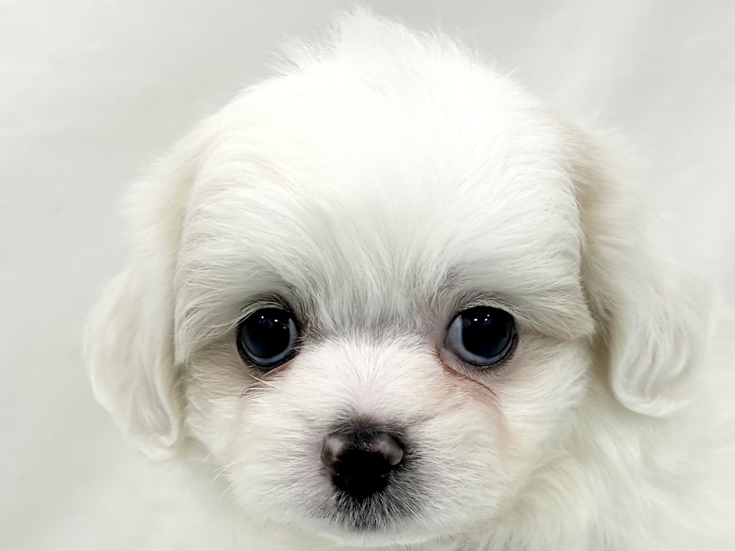 愛知県のハーフ犬・ミックス犬 (ファミリーペット リソラ大府店/2026年5月9日生まれ/男の子/ホワイト)の子犬の1枚目の画像
