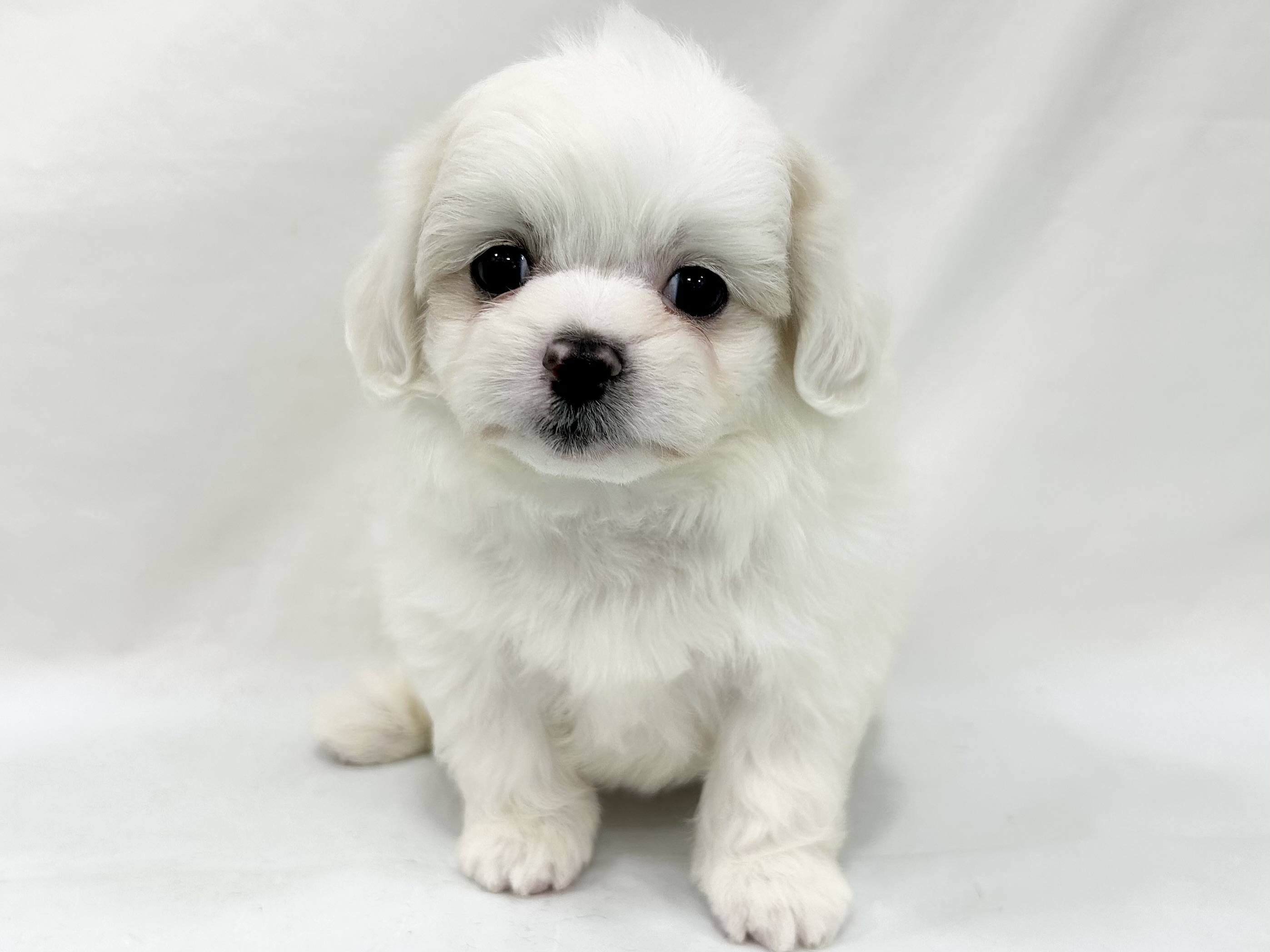 愛知県のハーフ犬・ミックス犬 (ファミリーペット リソラ大府店/2026年5月9日生まれ/男の子/ホワイト)の子犬の2枚目の画像