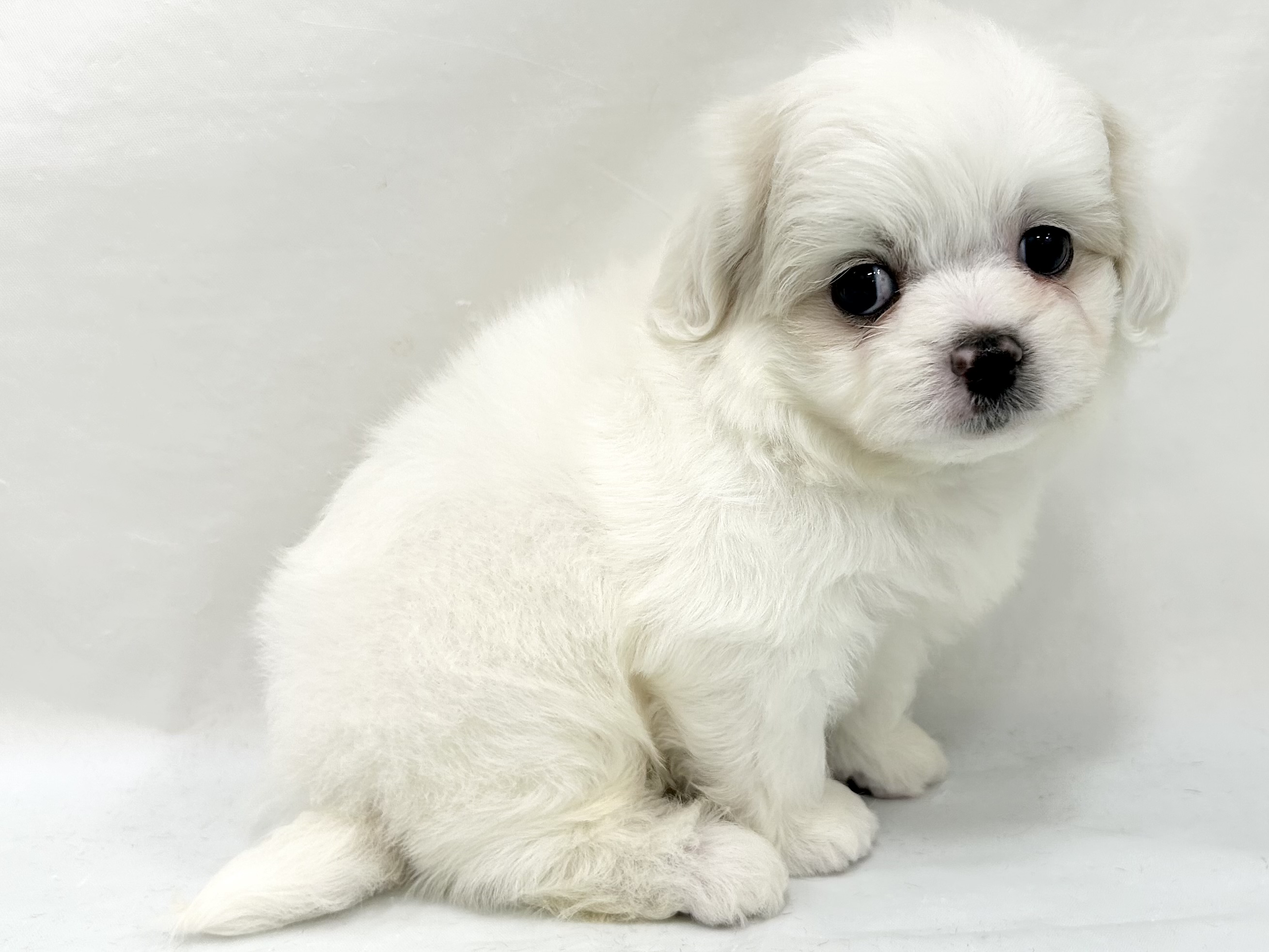 愛知県のハーフ犬・ミックス犬 (ファミリーペット リソラ大府店/2026年5月9日生まれ/男の子/ホワイト)の子犬の3枚目の画像