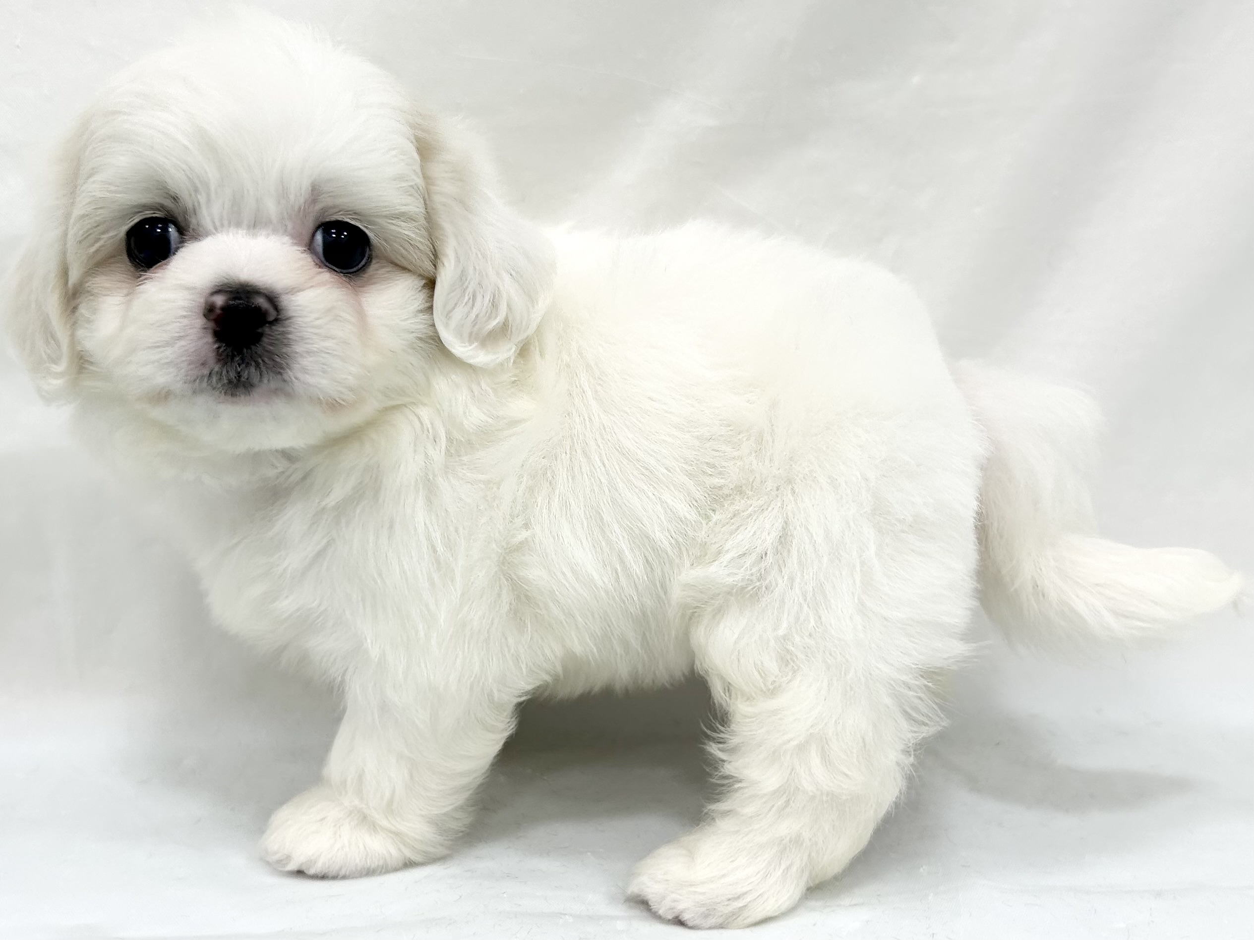 愛知県のハーフ犬・ミックス犬 (ファミリーペット リソラ大府店/2026年5月9日生まれ/男の子/ホワイト)の子犬の4枚目の画像