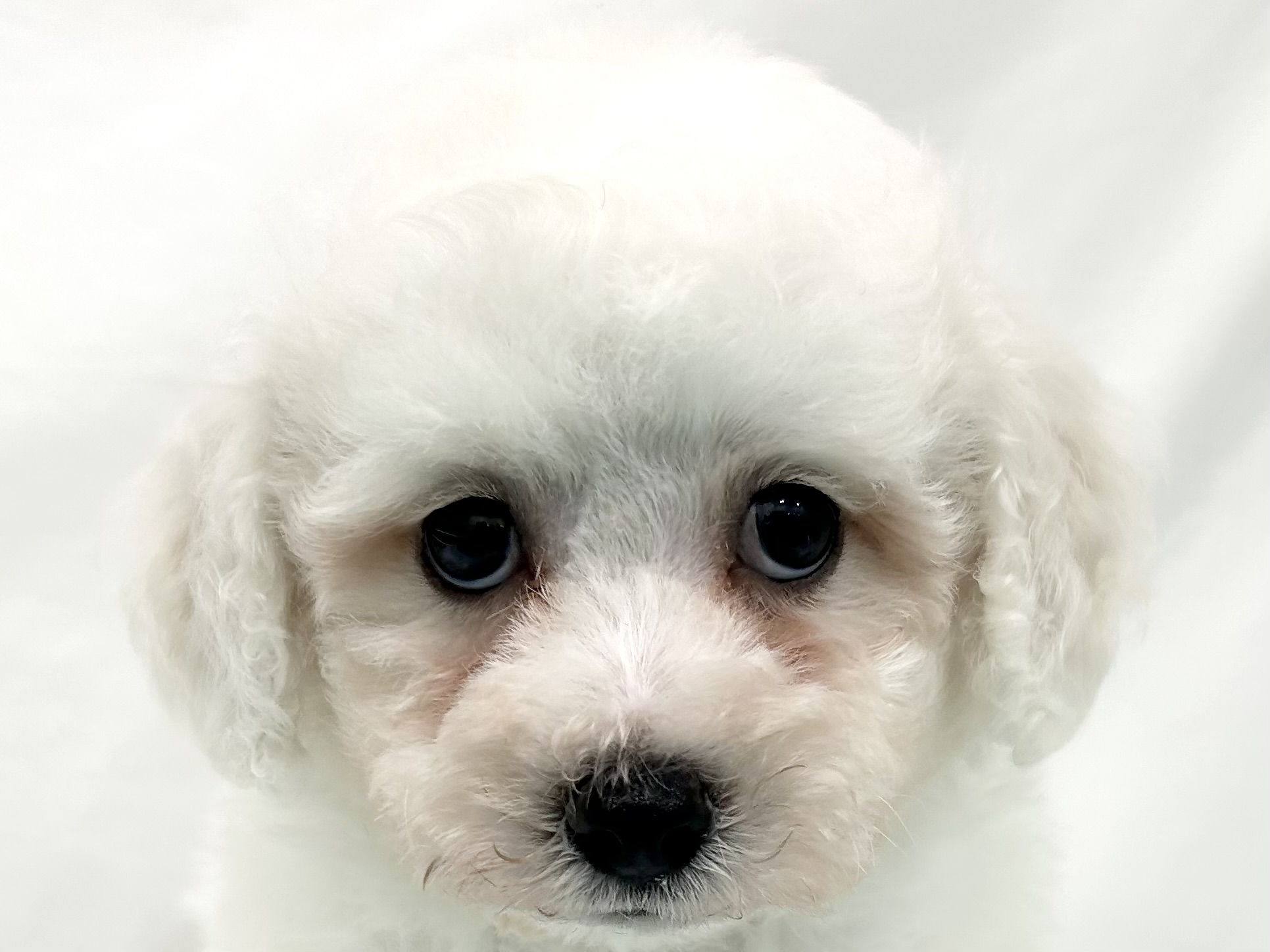 愛知県のビションフリーゼ (ファミリーペット リソラ大府店/2026年5月11日生まれ/男の子/ホワイト)の子犬
