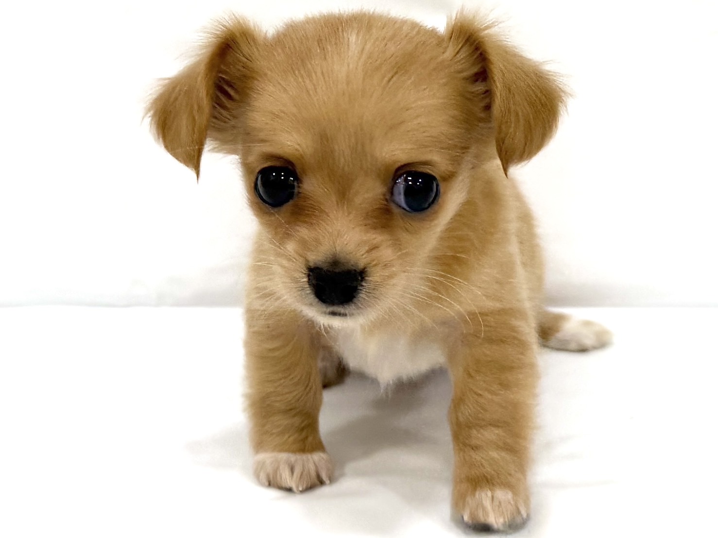 三重県のハーフ犬・ミックス犬 (アミーゴ四日市日永店/2026年2月24日生まれ/女の子/その他色)の子犬の2枚目の画像