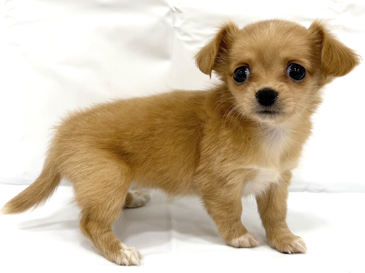 三重県のハーフ犬・ミックス犬 (アミーゴ四日市日永店/2026年2月24日生まれ/女の子/その他色)の子犬の3枚目の画像