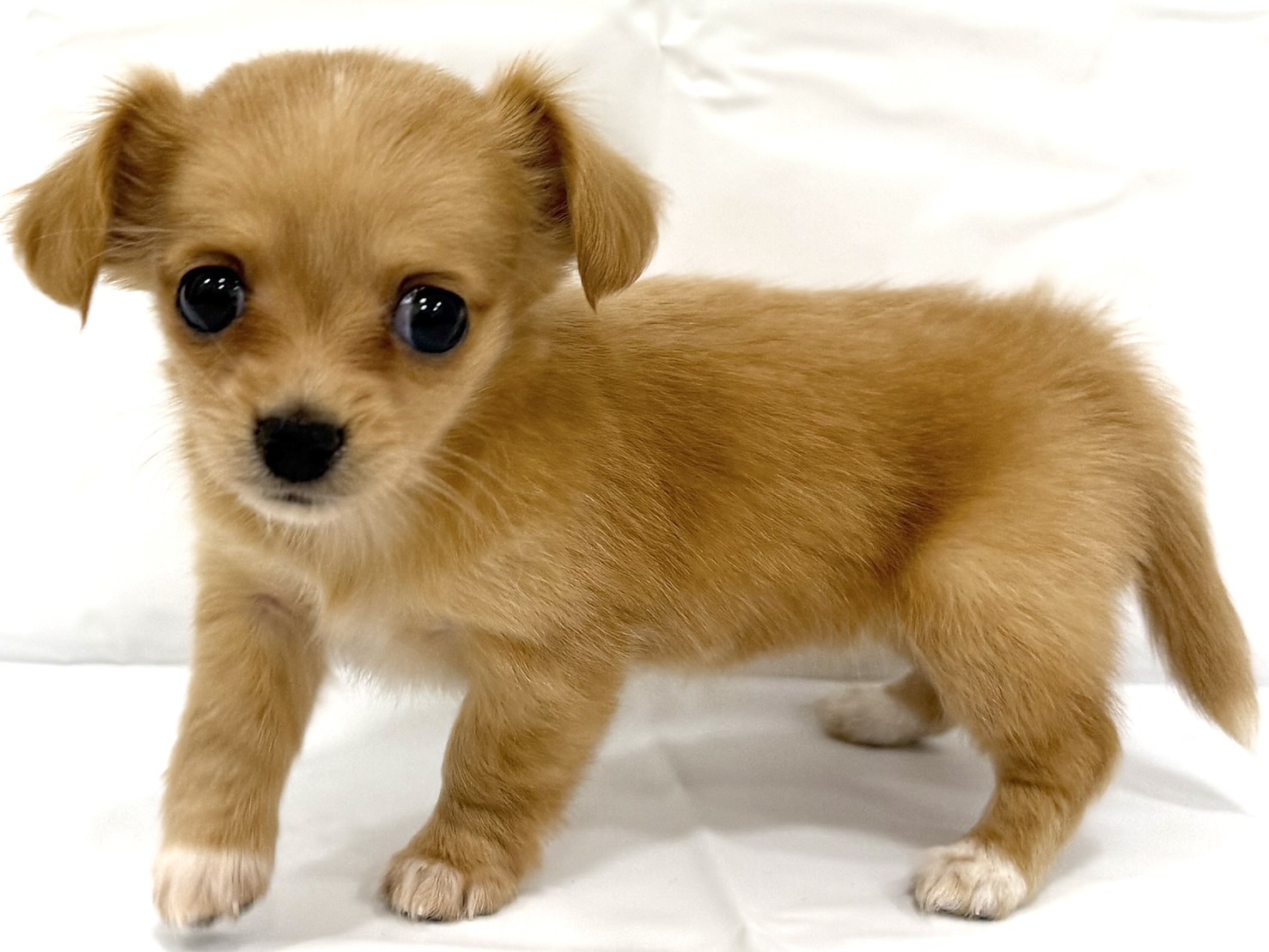 三重県のハーフ犬・ミックス犬 (アミーゴ四日市日永店/2026年2月24日生まれ/女の子/その他色)の子犬の4枚目の画像